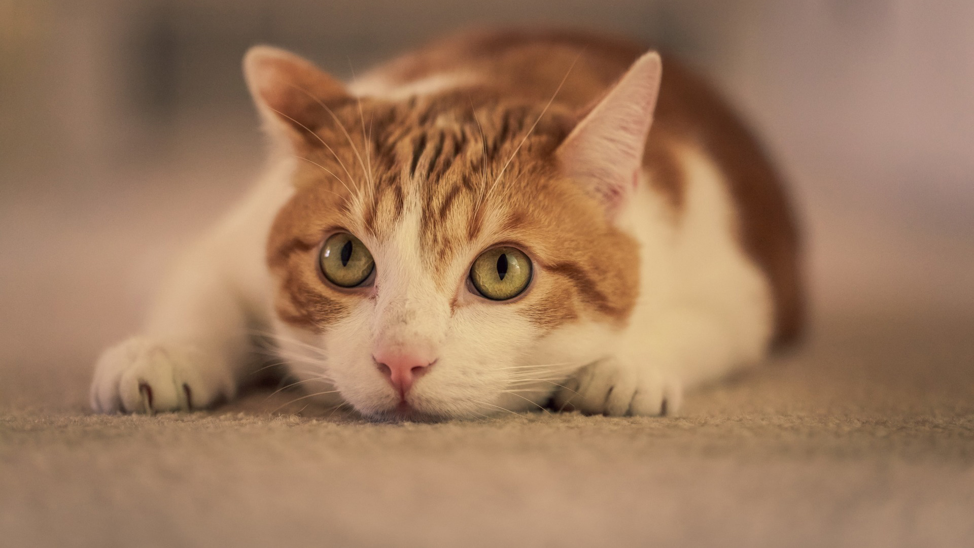 猫咪大眼神态趴姿，超萌动物壁纸免费下载，装点你的电脑桌面