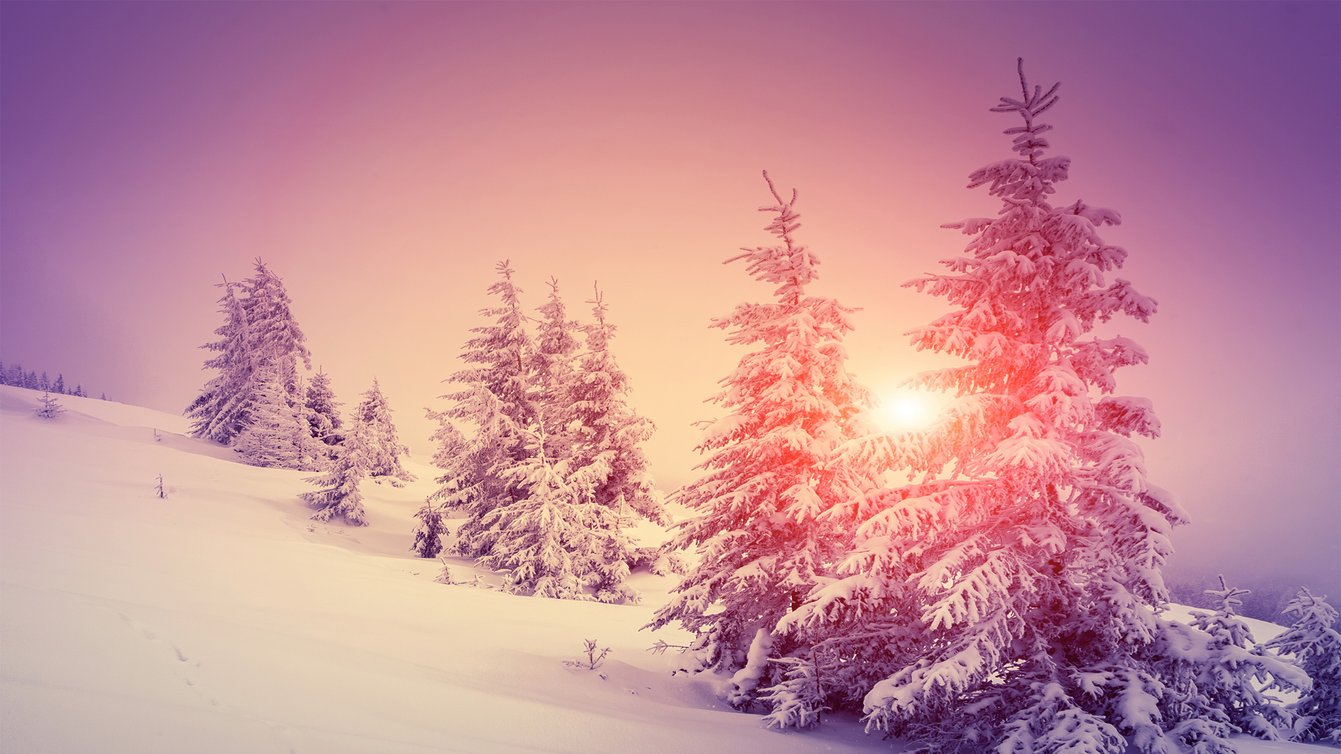 冬天雪景树木太阳风景桌面壁纸