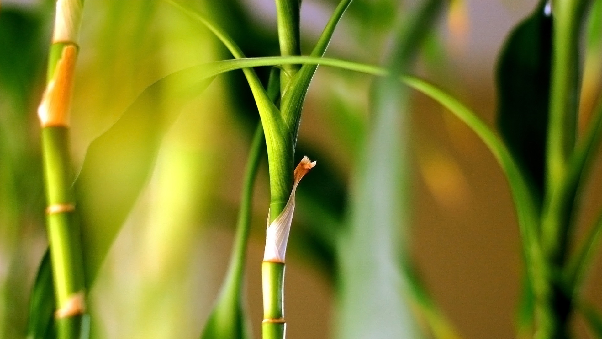 春日绿意盎然，精选桌面壁纸免费下载，自然风景装点你的电脑桌面