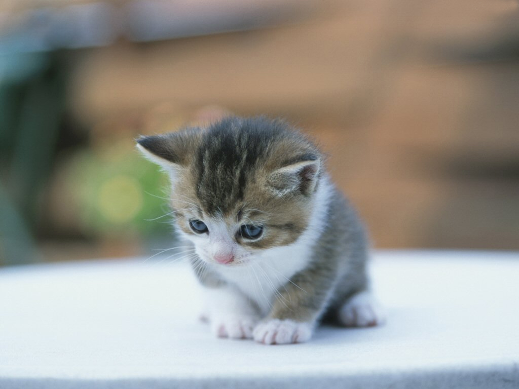 猫猫桌面壁纸，精选动物主题，免费电脑壁纸一键下载