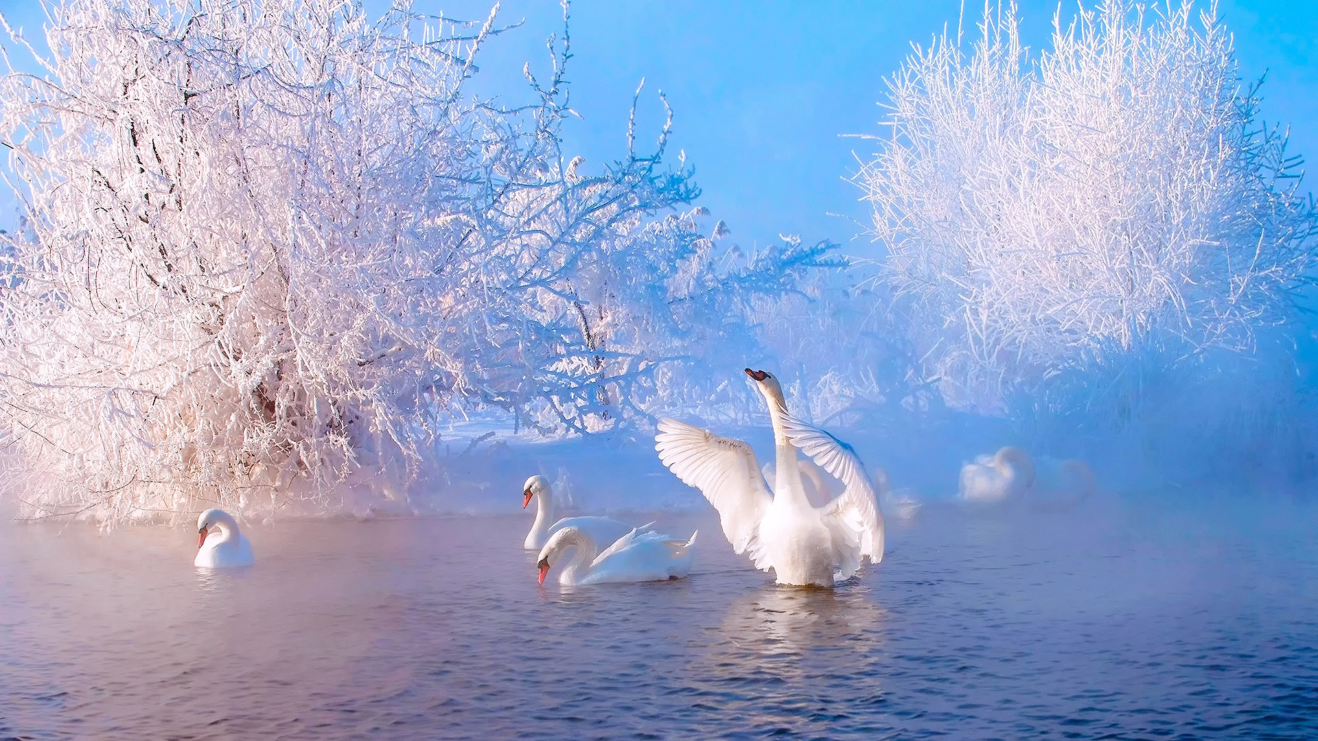 天鹅映雪，河湖美景，唯美动物壁纸免费下载