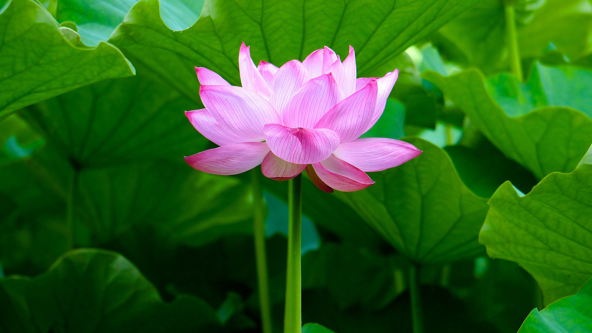 夏日荷花壁纸，清新护眼，自然花卉，免费电脑壁纸下载