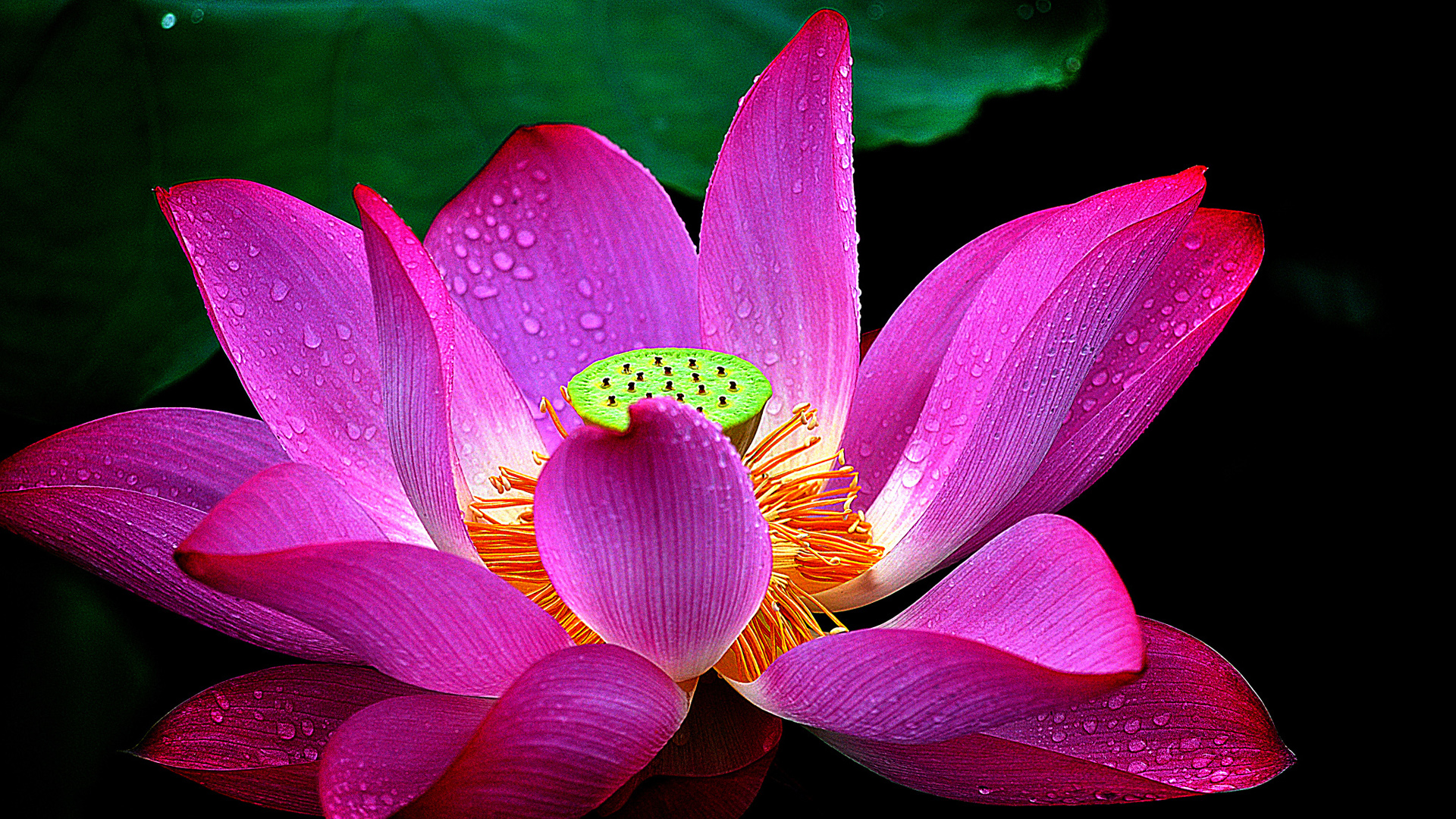 粉色莲花壁纸，露珠点缀，荷塘美景，免费下载桌面花卉背景