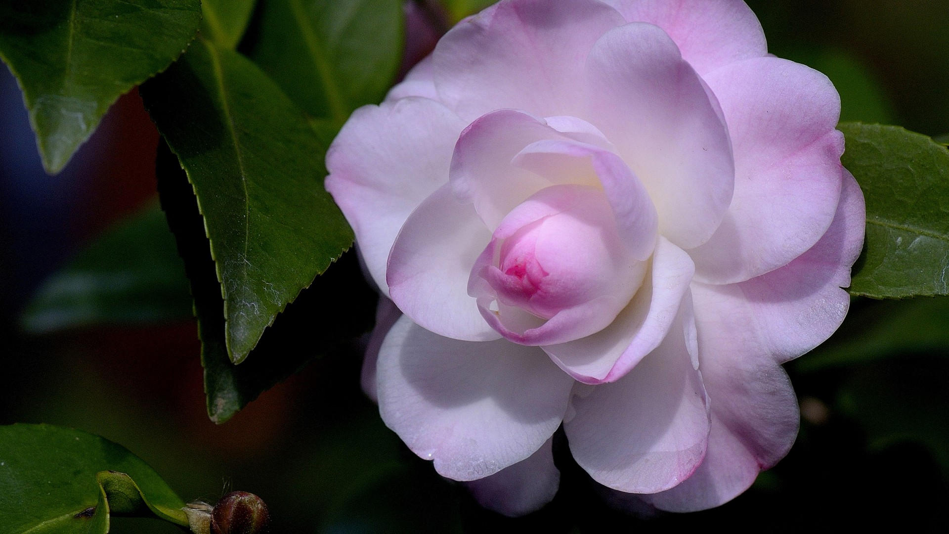 茶花之美，精选花蕾、花瓣与叶子壁纸，免费下载打造你的专属桌面