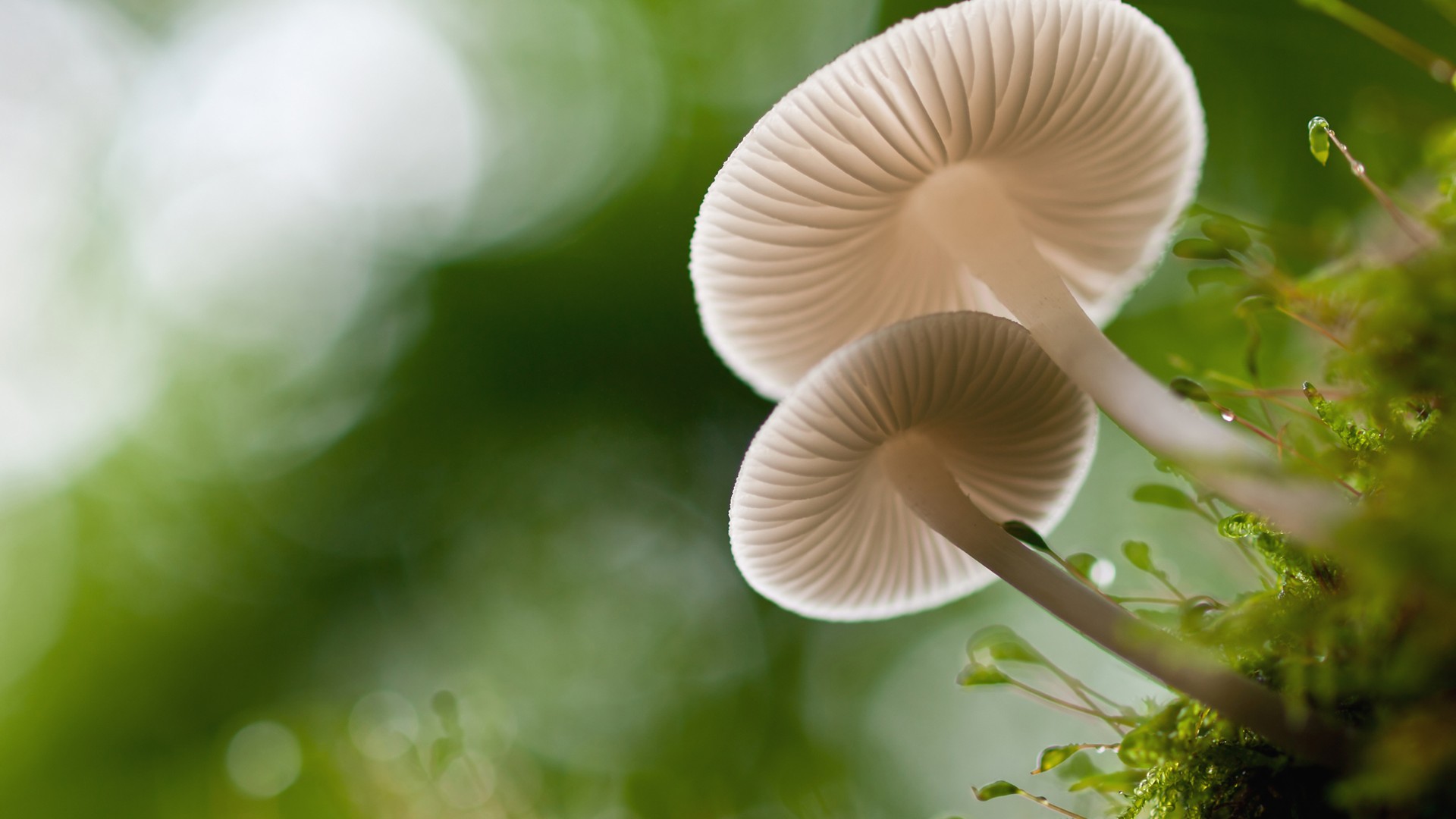 绿色蘑菇苔藓桌面壁纸，免费下载自然风景电脑背景