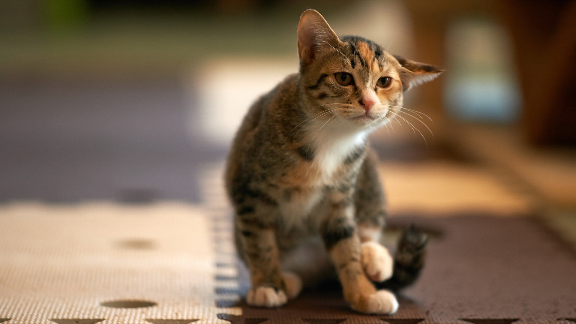这货猫儿，呆萌眼神、立耳、翘须，发呆模样惹人爱！高清动物壁纸免费下载，美化你的电脑桌面！