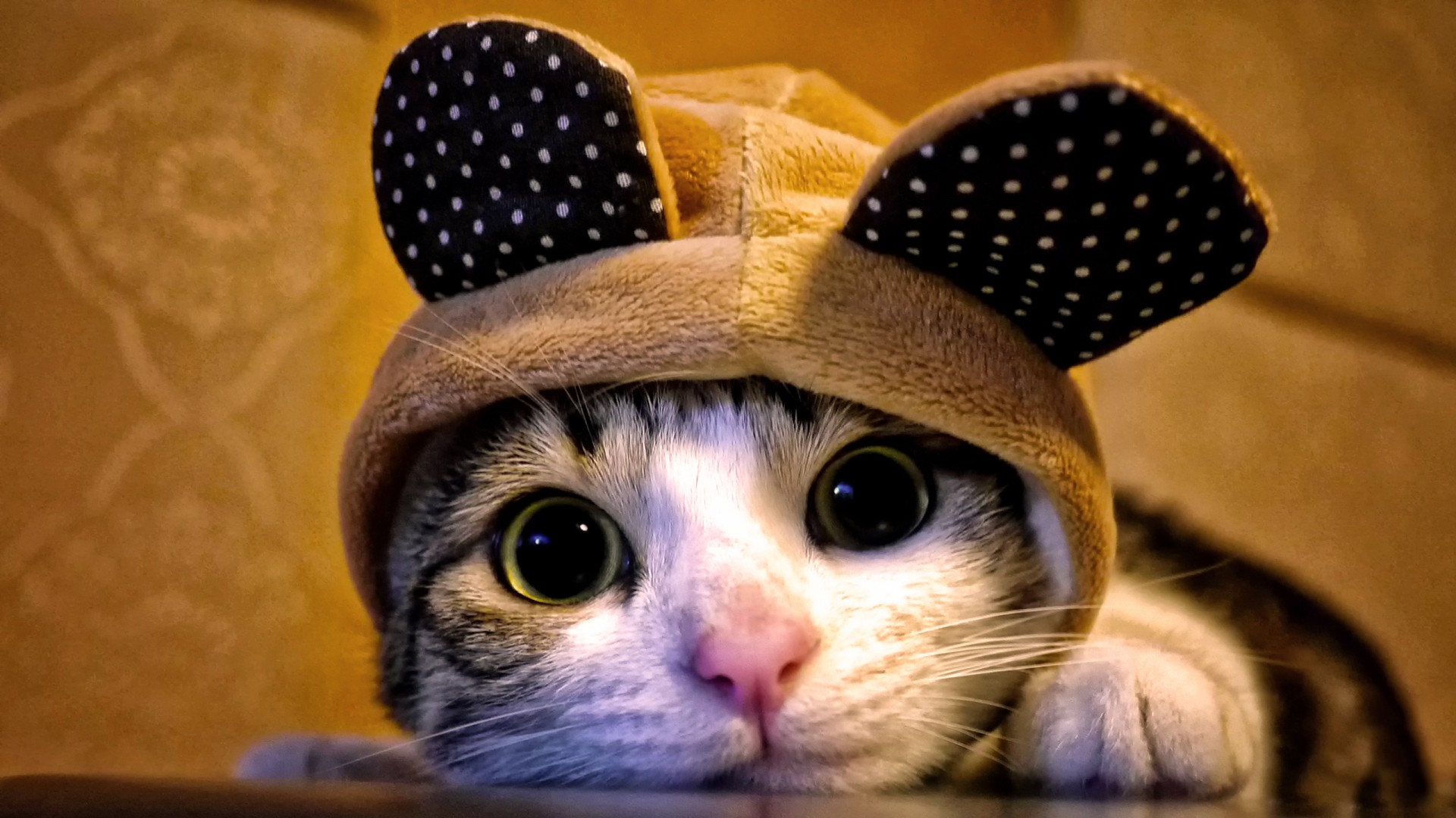 萌猫来袭，猫眼猫耳超萌货，可爱动物壁纸免费下载！