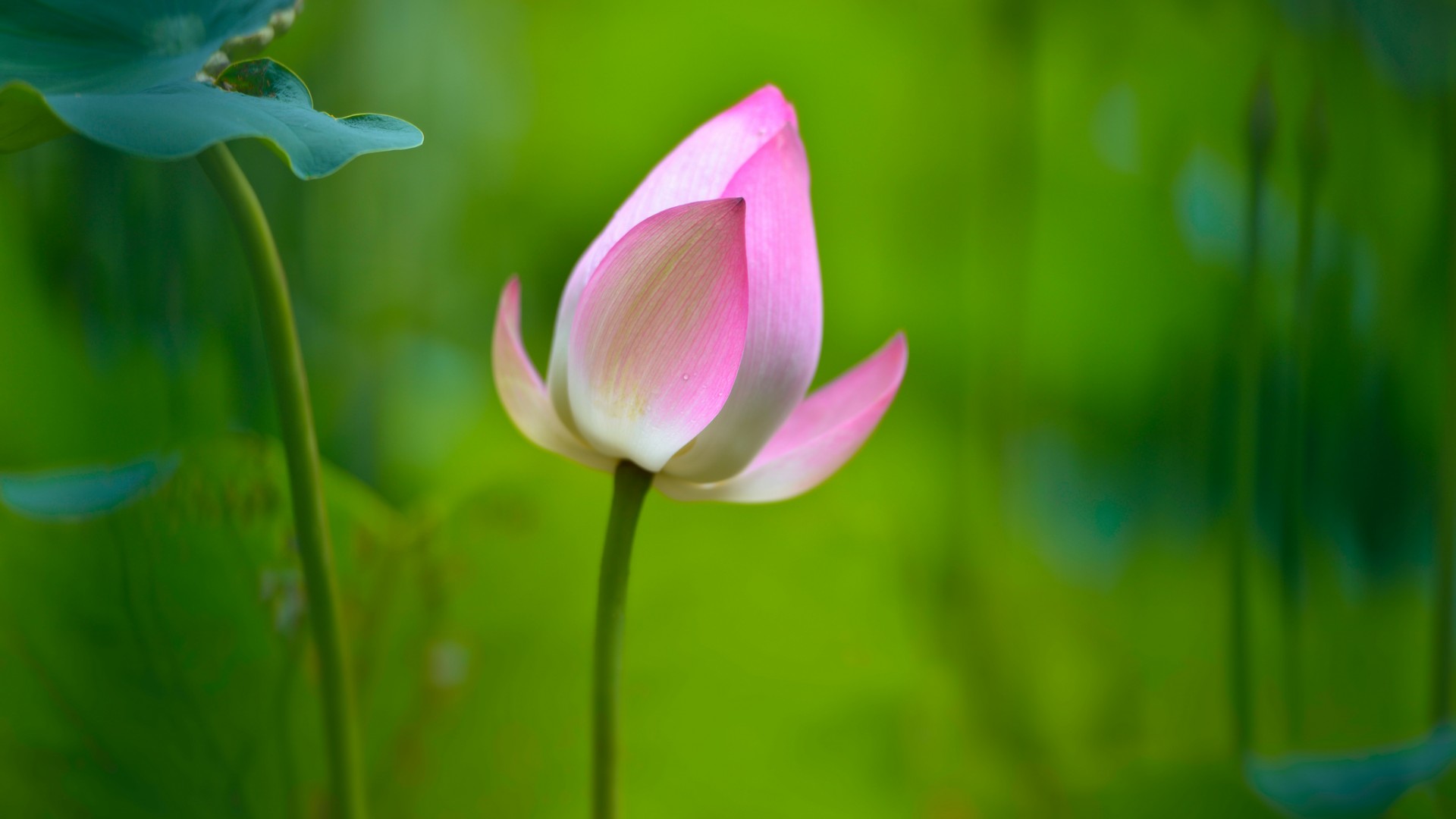小荷才露尖尖角,荷花桌面壁纸