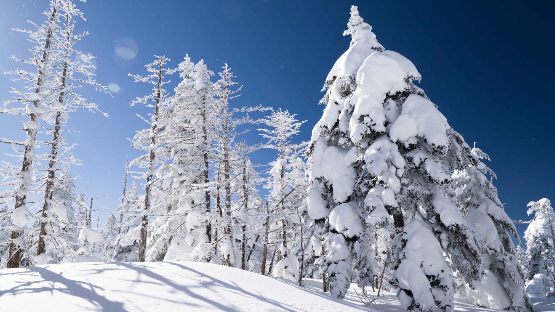 冬日边坡云杉雪景，大自然之美，免费电脑壁纸下载