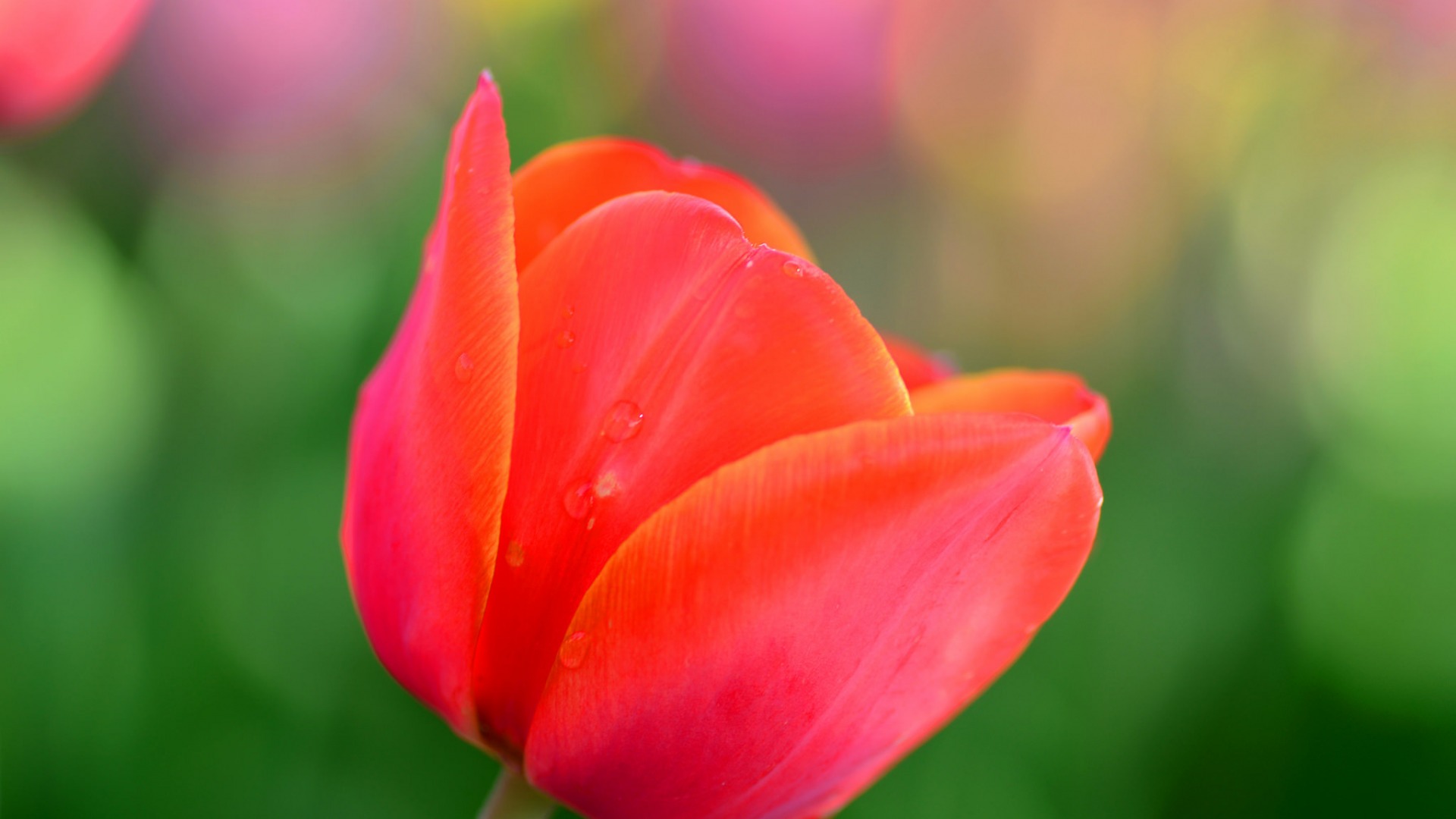 郁金香花瓣之美，高清桌面壁纸，免费花卉电脑壁纸下载