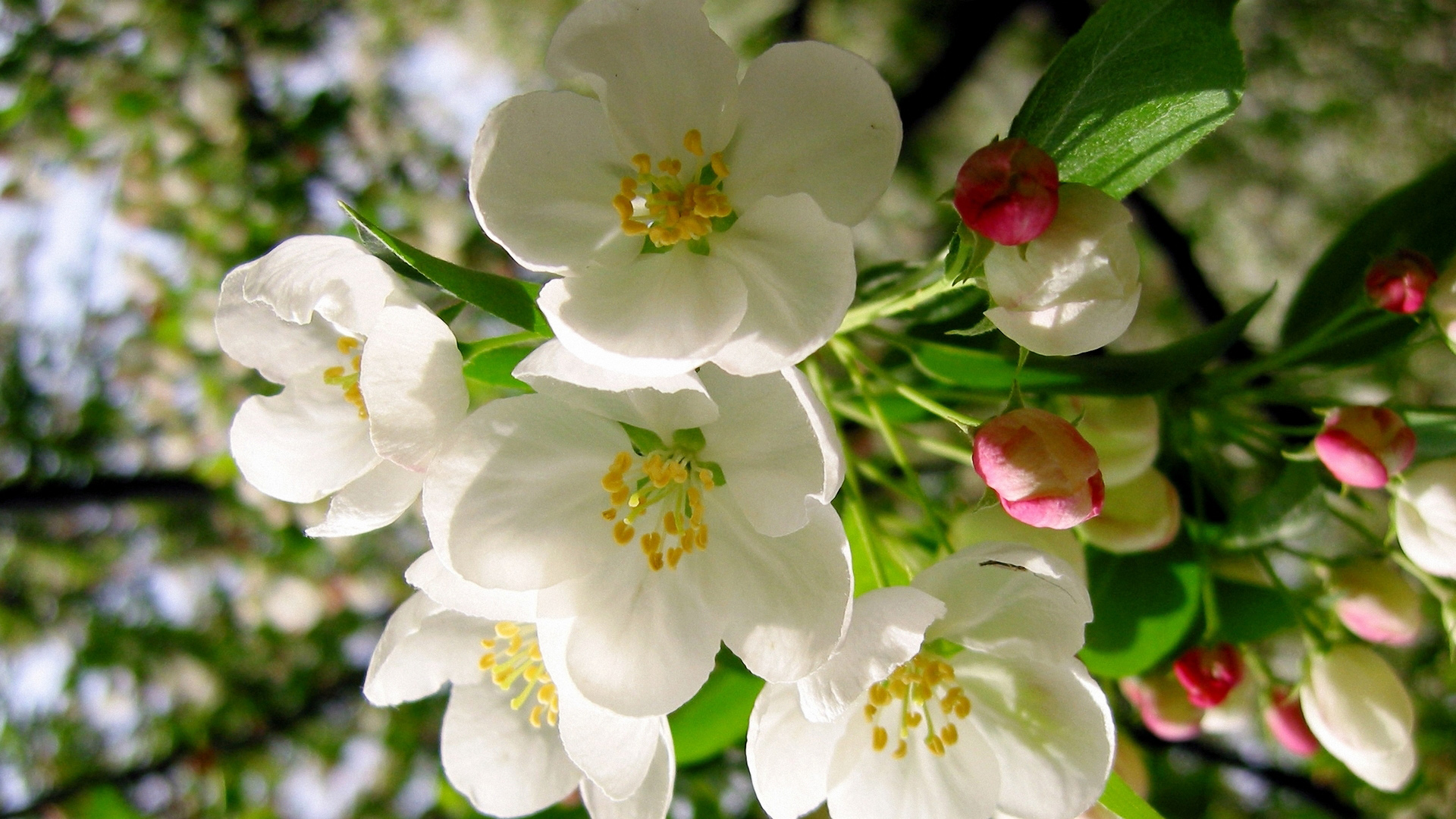 白色苹果花桌面壁纸