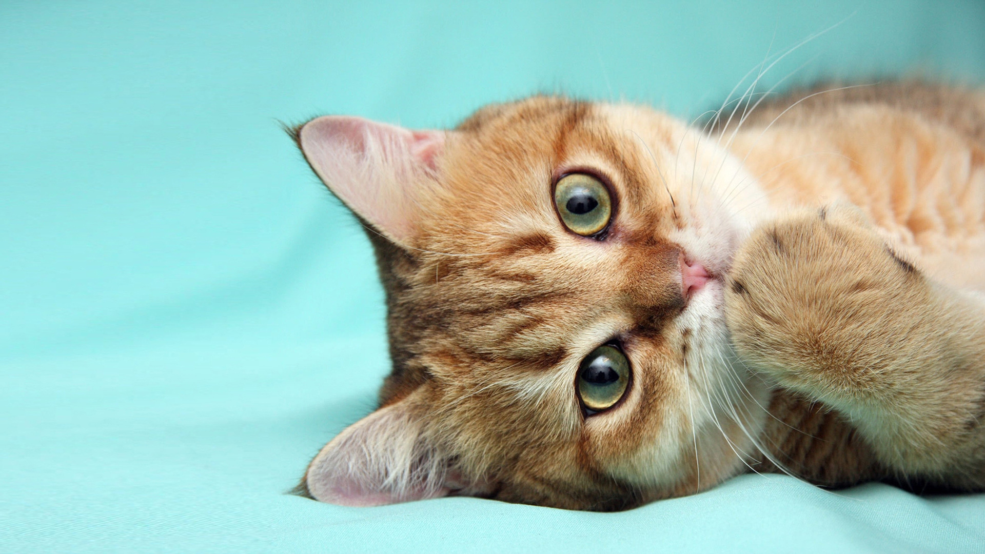 猫，脸，爪子，可爱喵星人，萌猫壁纸