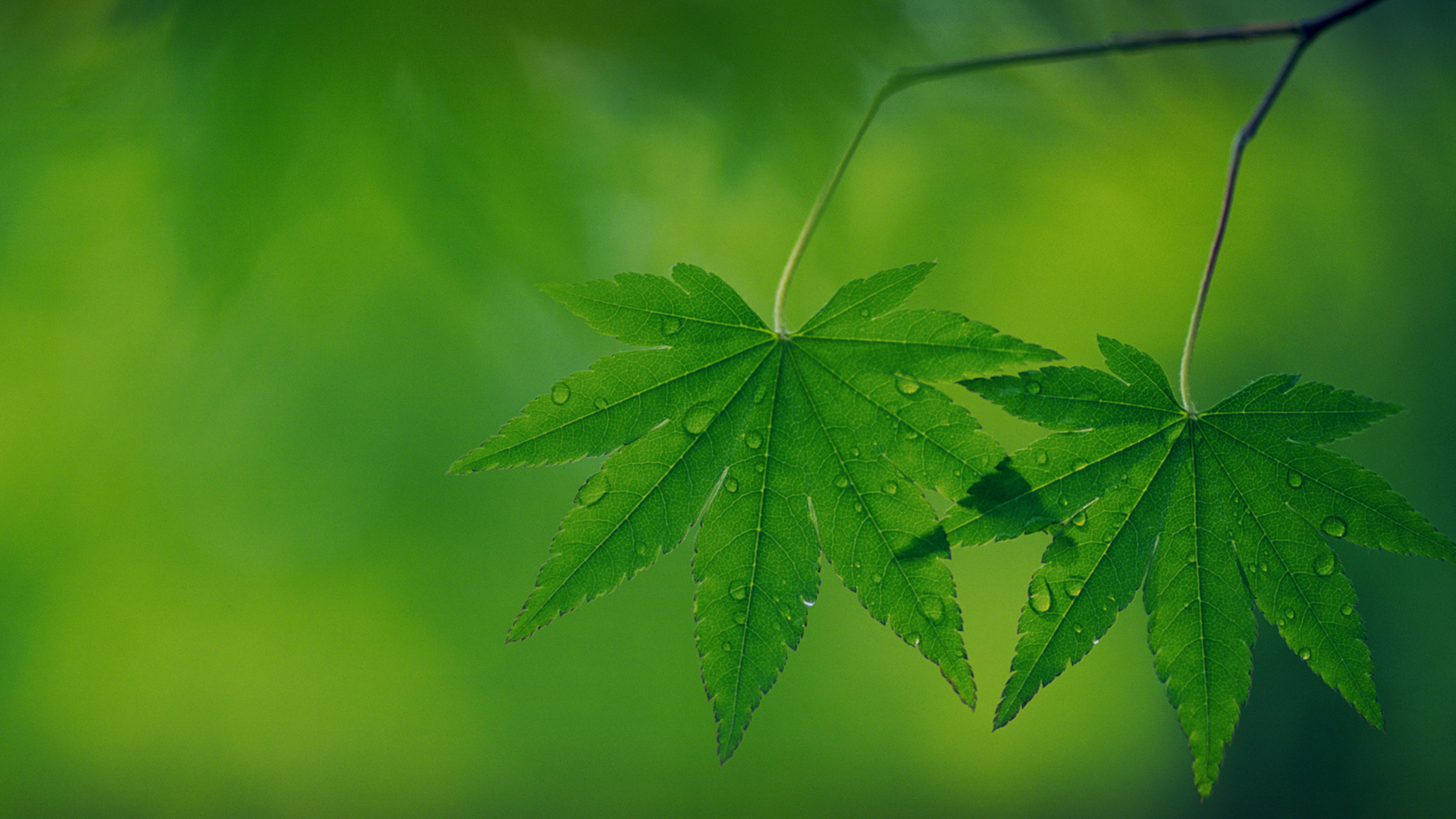 两片树叶，水珠，绿色，小叶，护眼，桌面壁纸