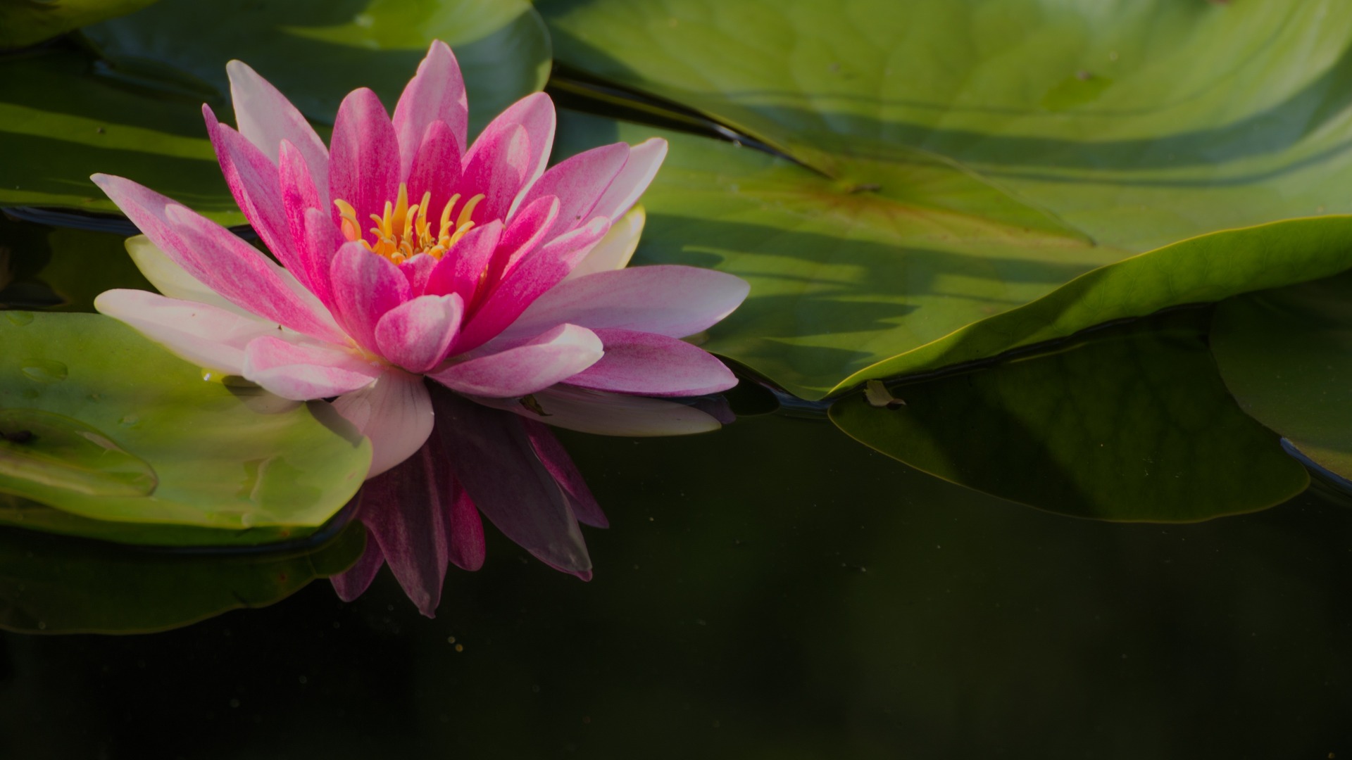莲花花瓣叶精美壁纸，免费花卉桌面背景下载