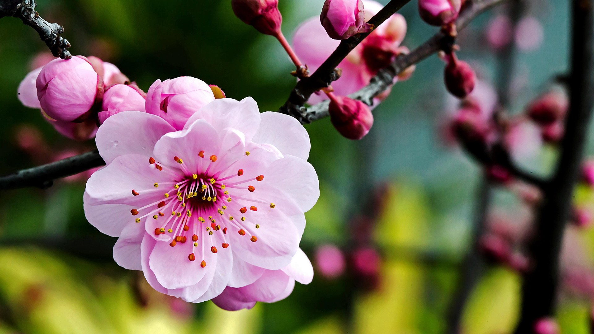 梅花摄影，精选高清花卉壁纸，免费电脑桌面美化下载