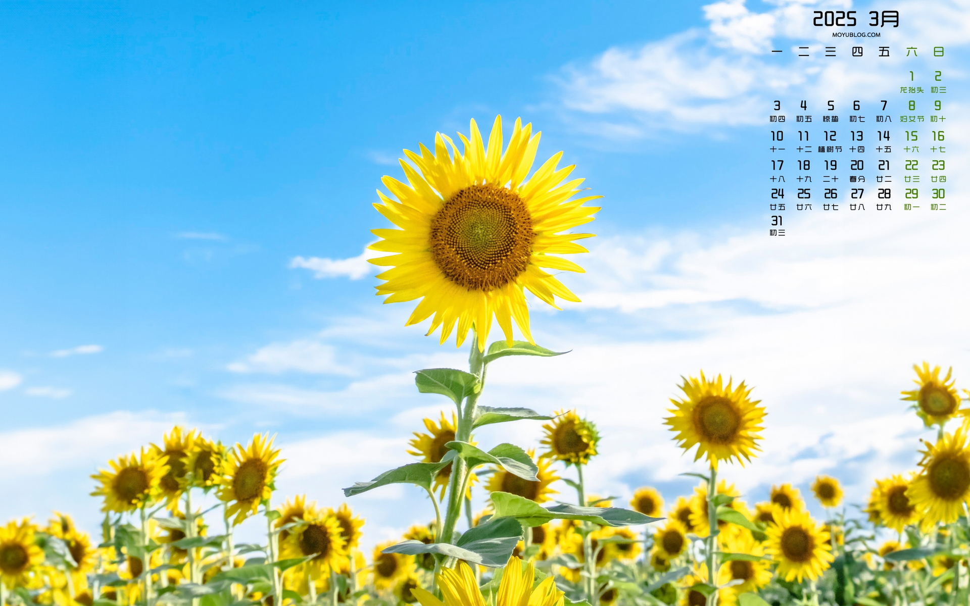 2025年3月向日葵日历壁纸 免费电脑壁纸下载