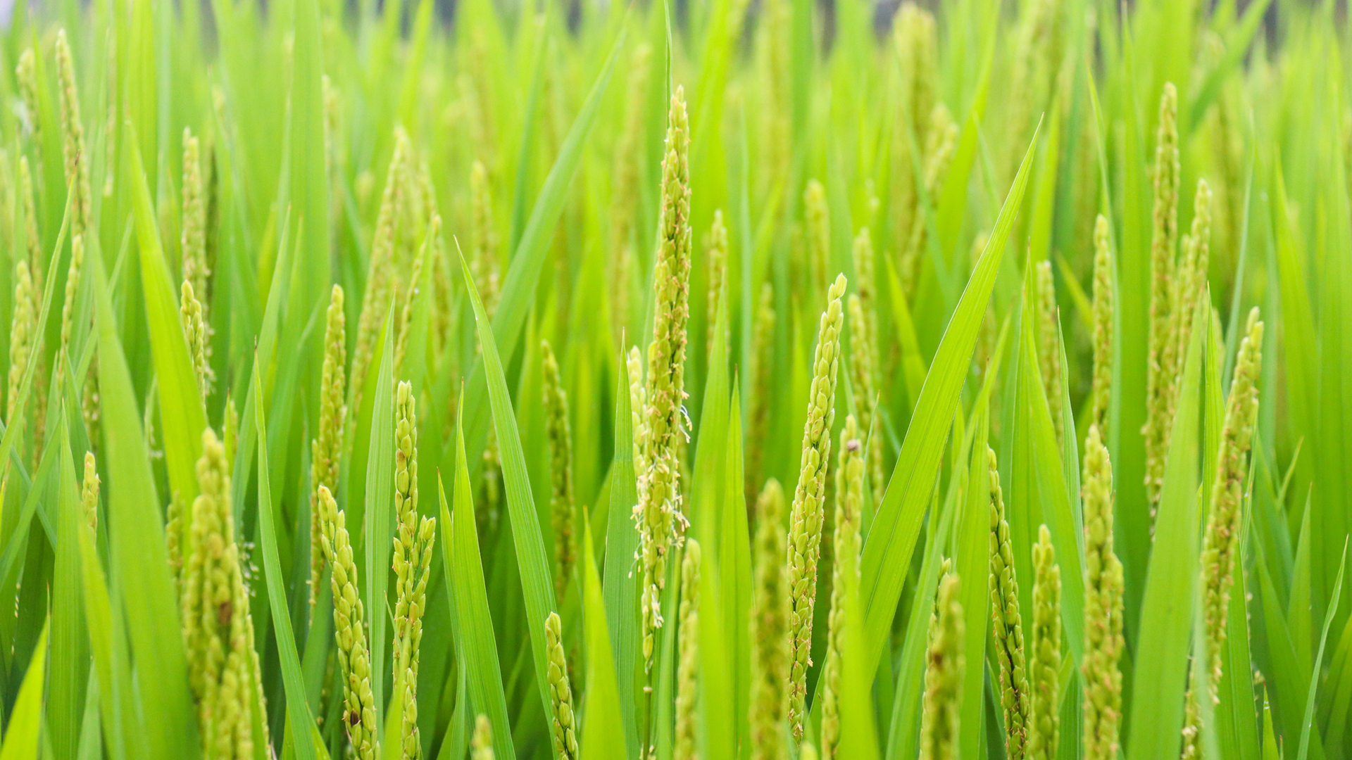 高清稻谷水稻田园风景电脑桌面壁纸免费下载