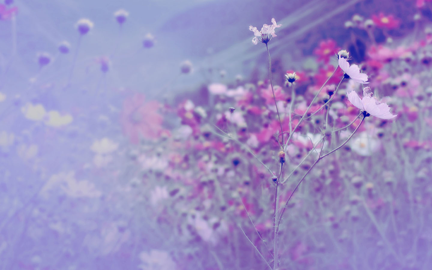 紫色花海壁纸，精选花卉图案，免费电脑壁纸一键下载