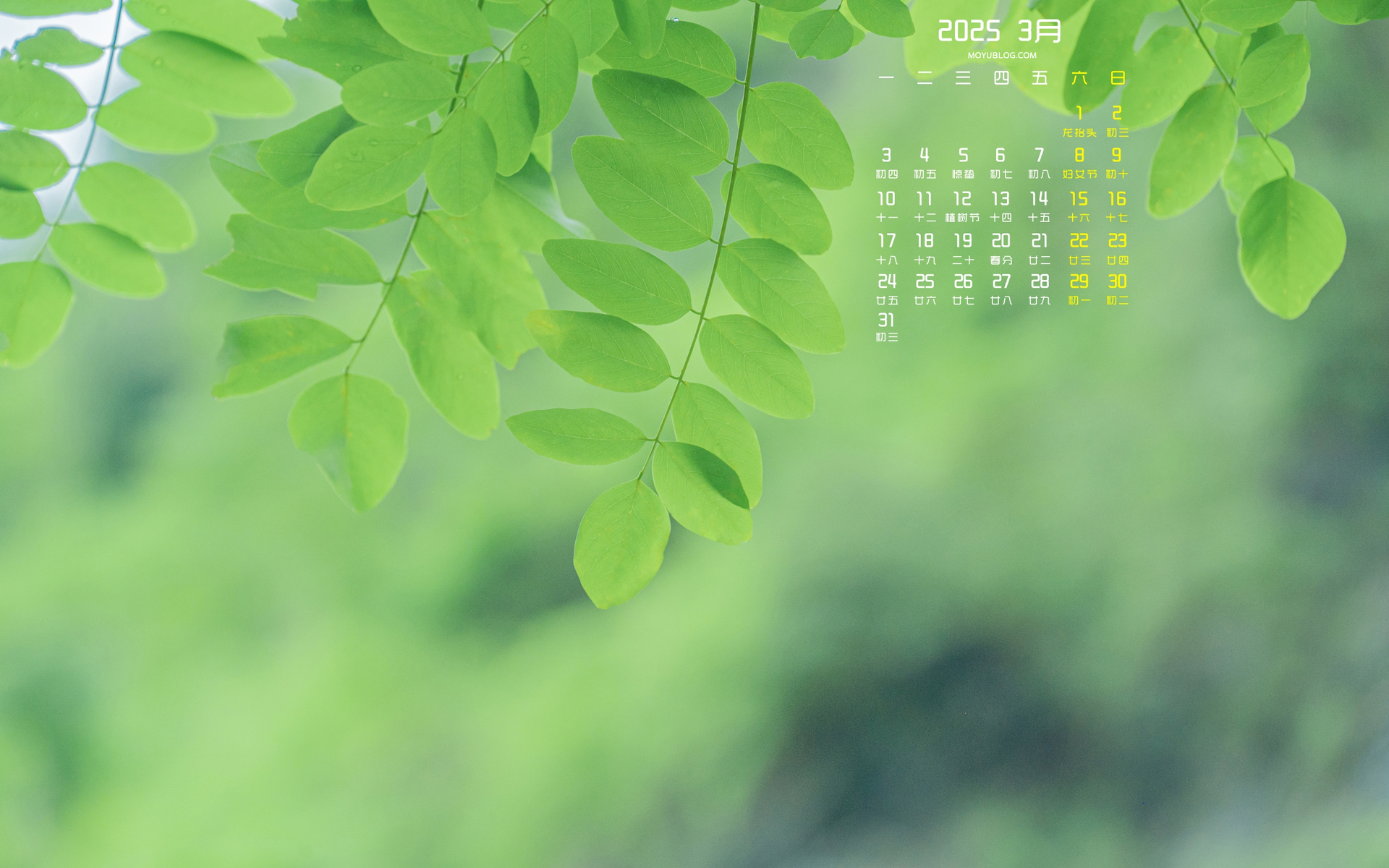 2025年3月春日绿叶护眼日历壁纸，免费电脑桌面下载