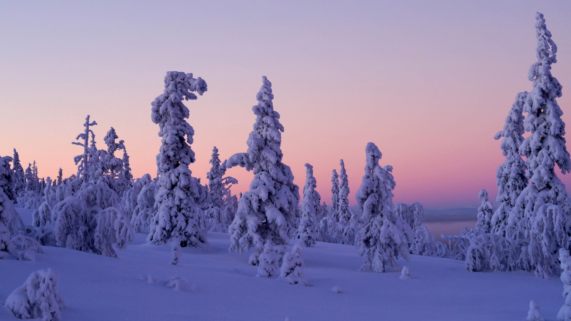 冬天雪景拉普兰，芬兰树木风光，绝美风景壁纸免费下载
