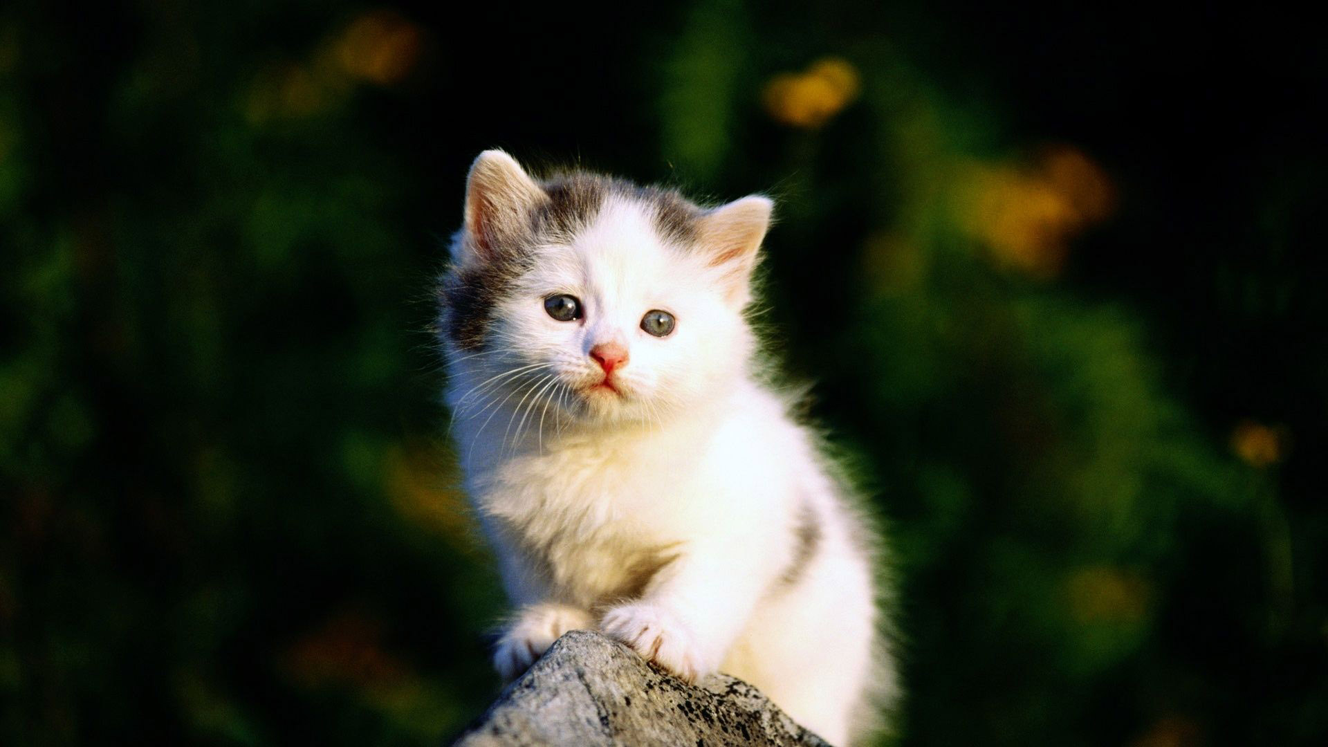 猫咪思念妈妈，温馨动物壁纸，免费下载装点你的桌面