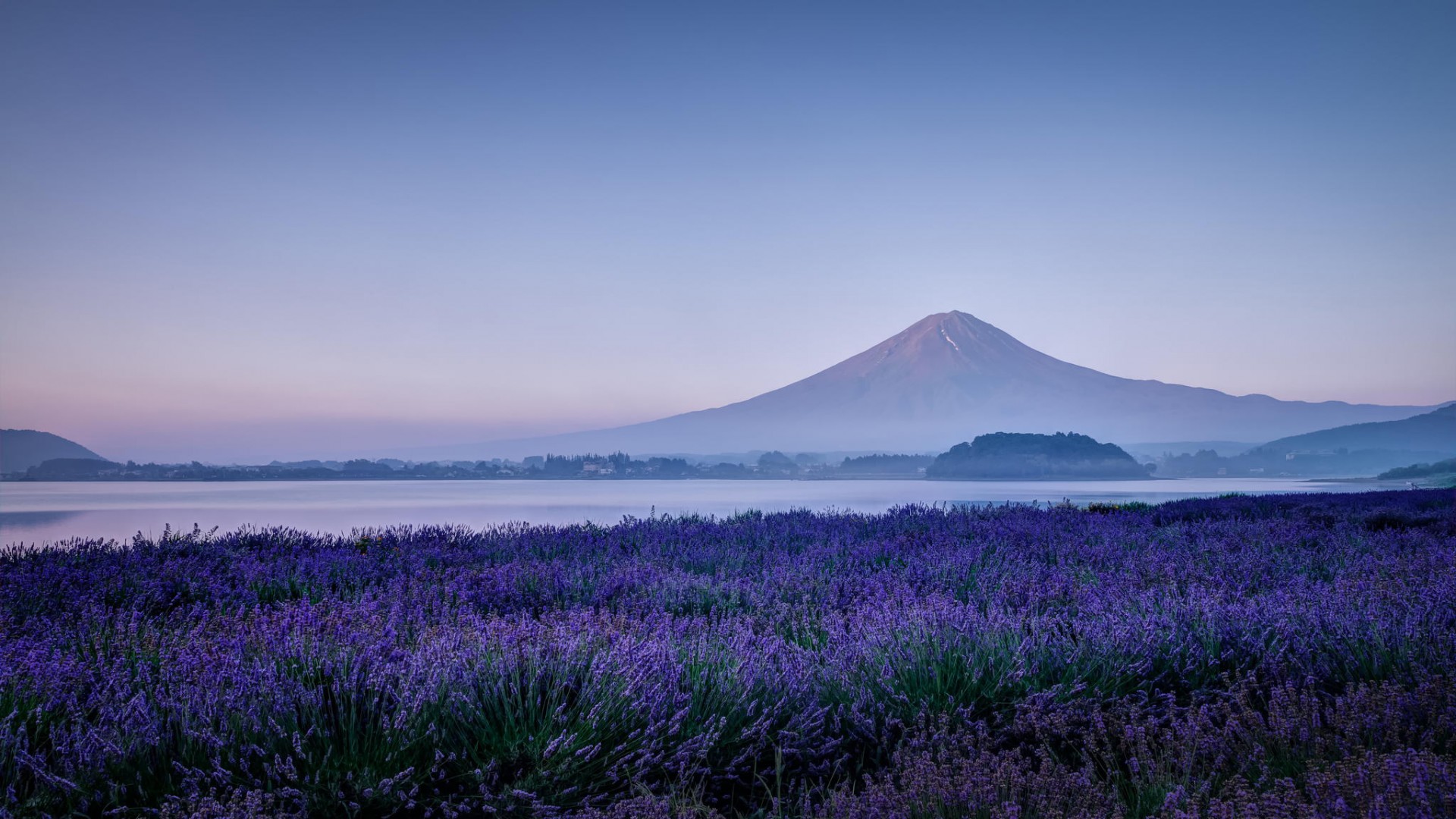 日本富士山薰衣草丁香花美景，精选免费电脑桌面壁纸下载