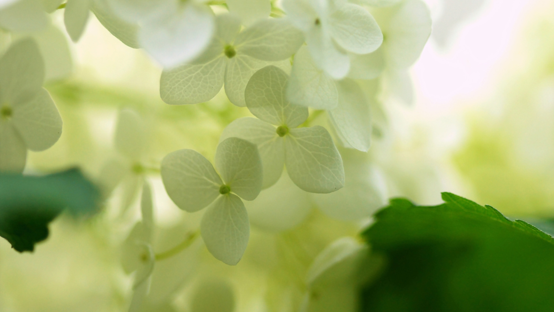 绣球花桌面壁纸，免费花卉电脑壁纸精选，一键下载！