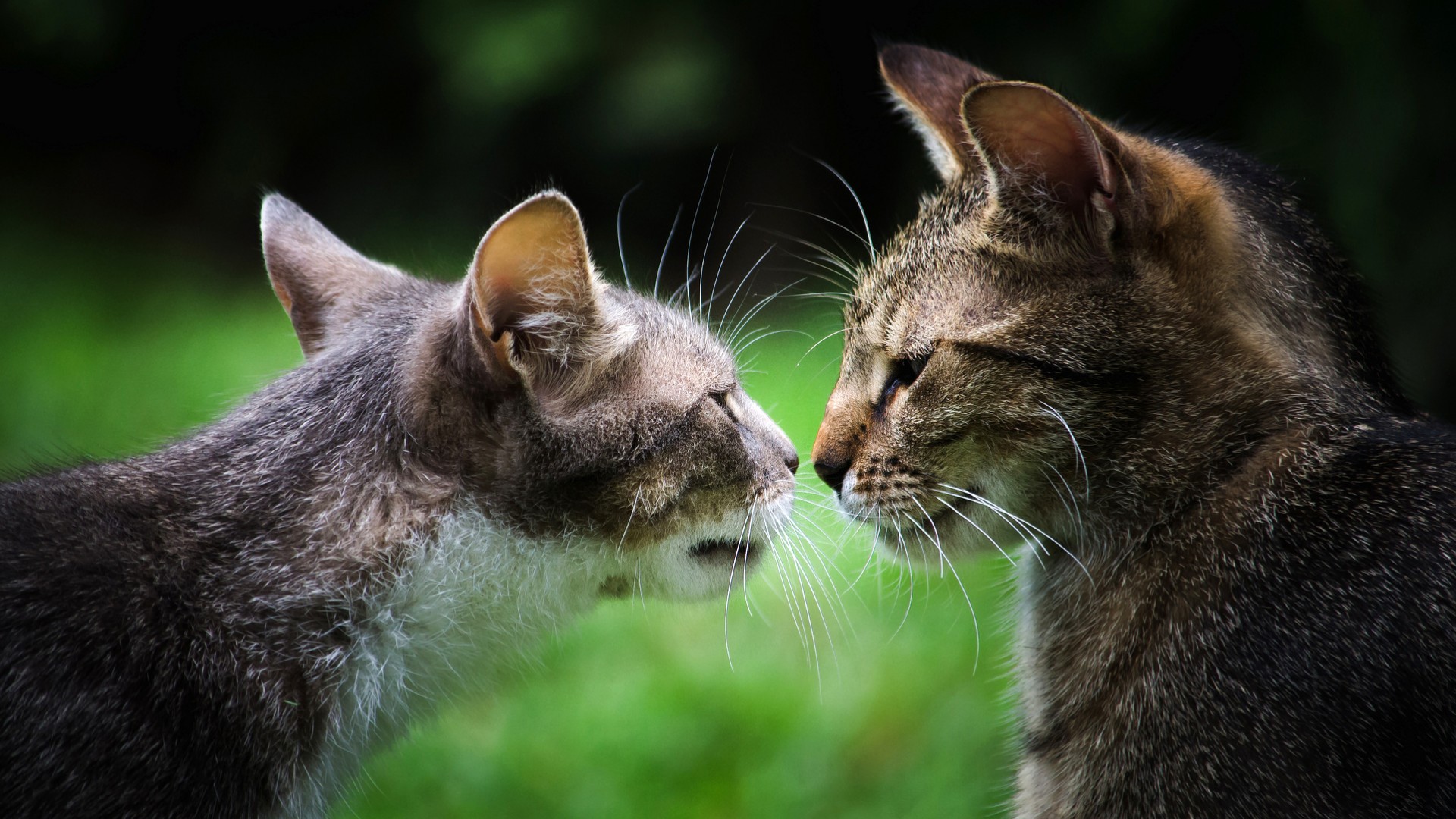 二只灰色萌猫夫妇对视接吻，可爱动物壁纸免费下载，电脑桌面美化首选