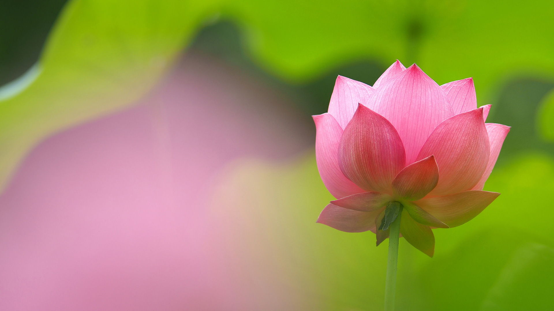 莲花花瓣高清桌面壁纸，精选花卉图案，免费电脑壁纸一键下载