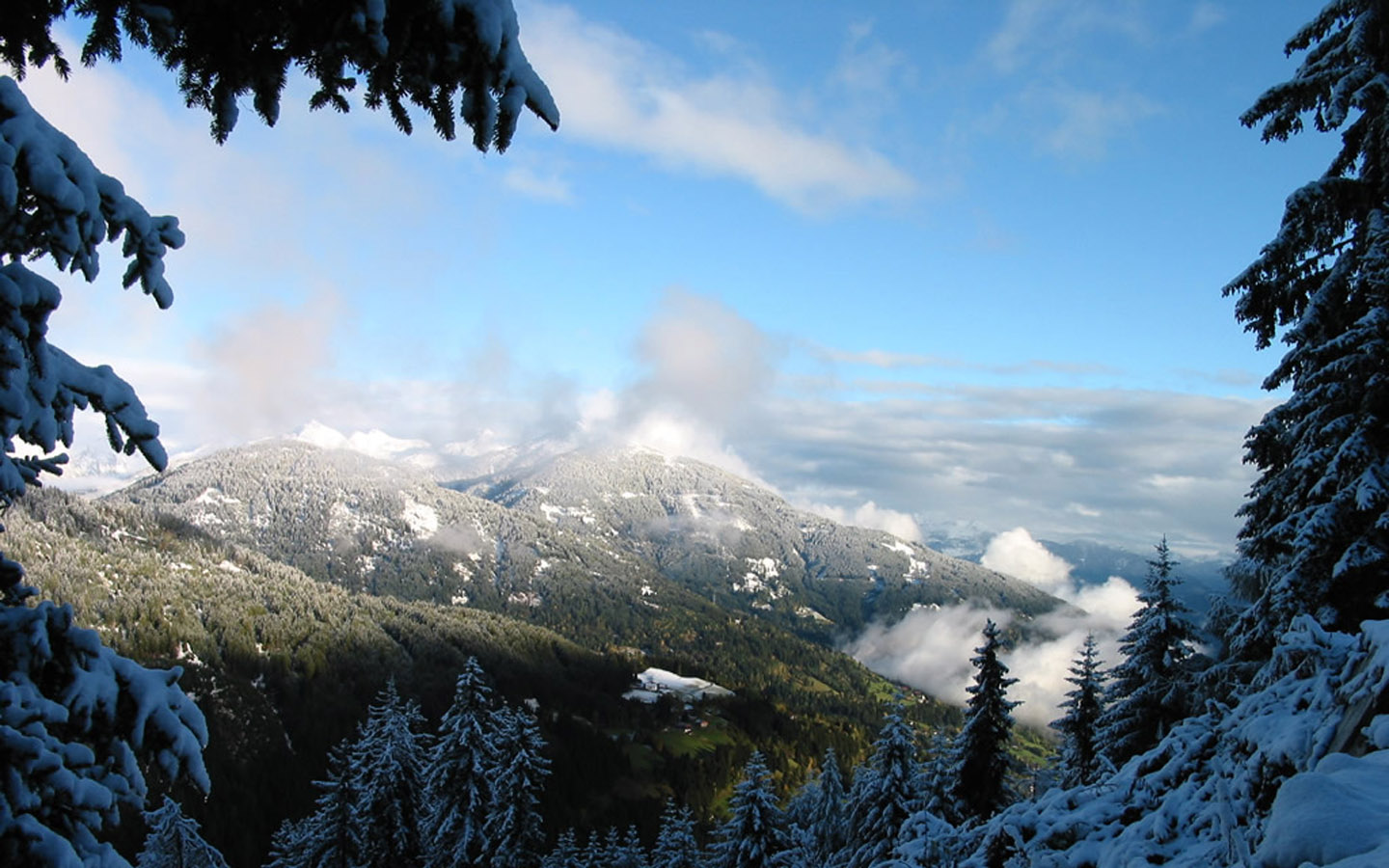 雪松山上风景桌面壁纸