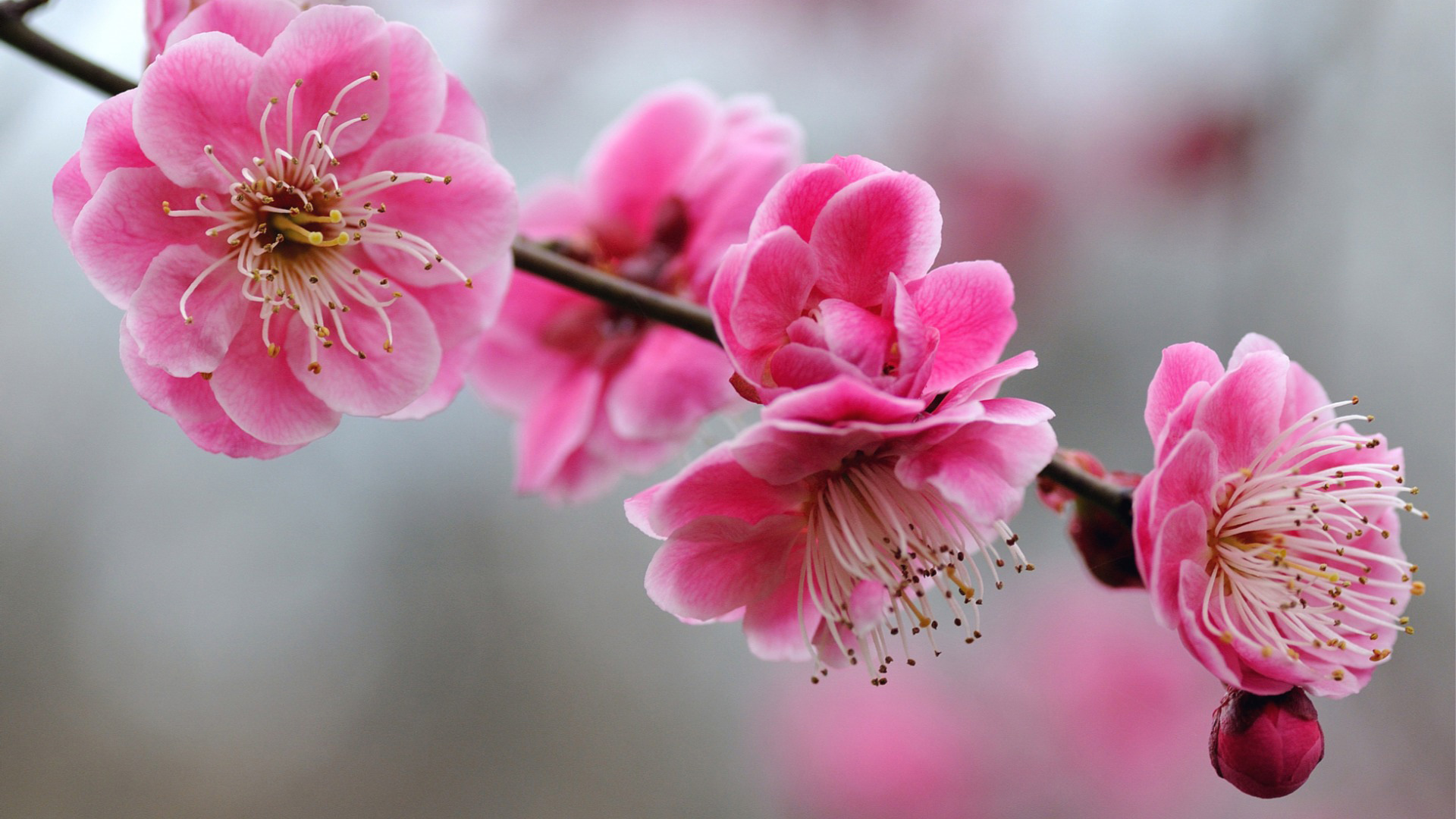 粉红色桃花盛宴，明亮鲜花花瓣高清壁纸，免费电脑壁纸下载