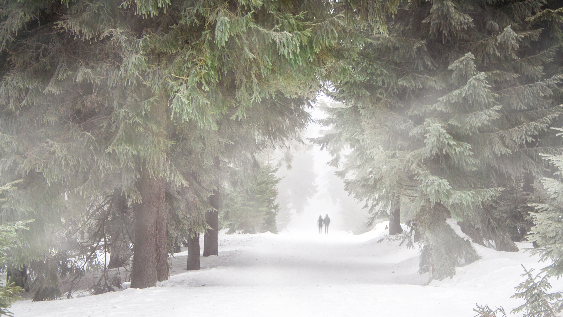 牵手恋人漫步松林雪景，唯美风景桌面壁纸，免费下载享受冬日浪漫