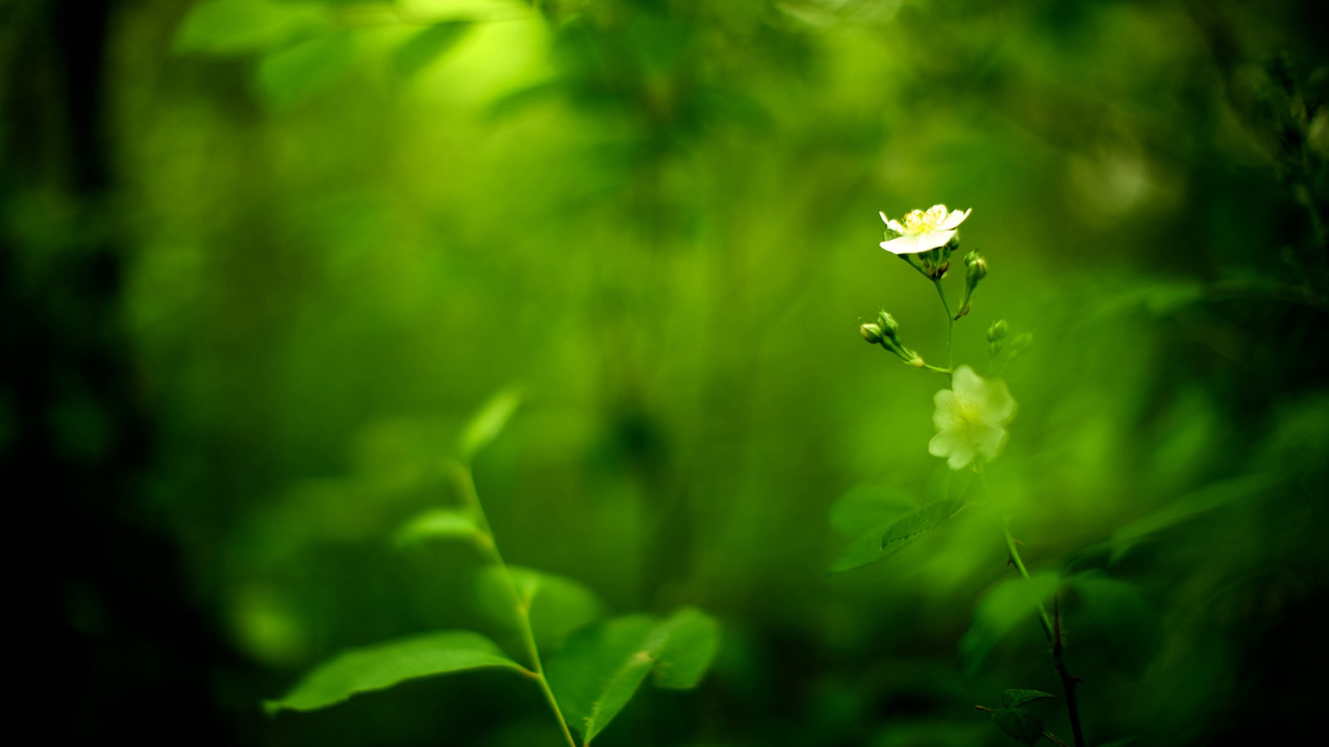 绿色护眼花卉壁纸，清新植物图片，免费下载电脑壁纸