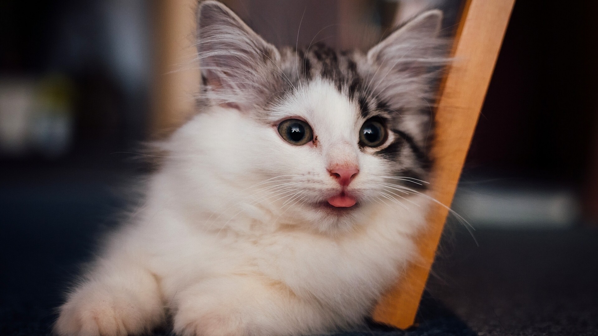 小猫萌态伸舌，可爱爆棚！免费下载超萌小猫壁纸，装点你的电脑桌面！