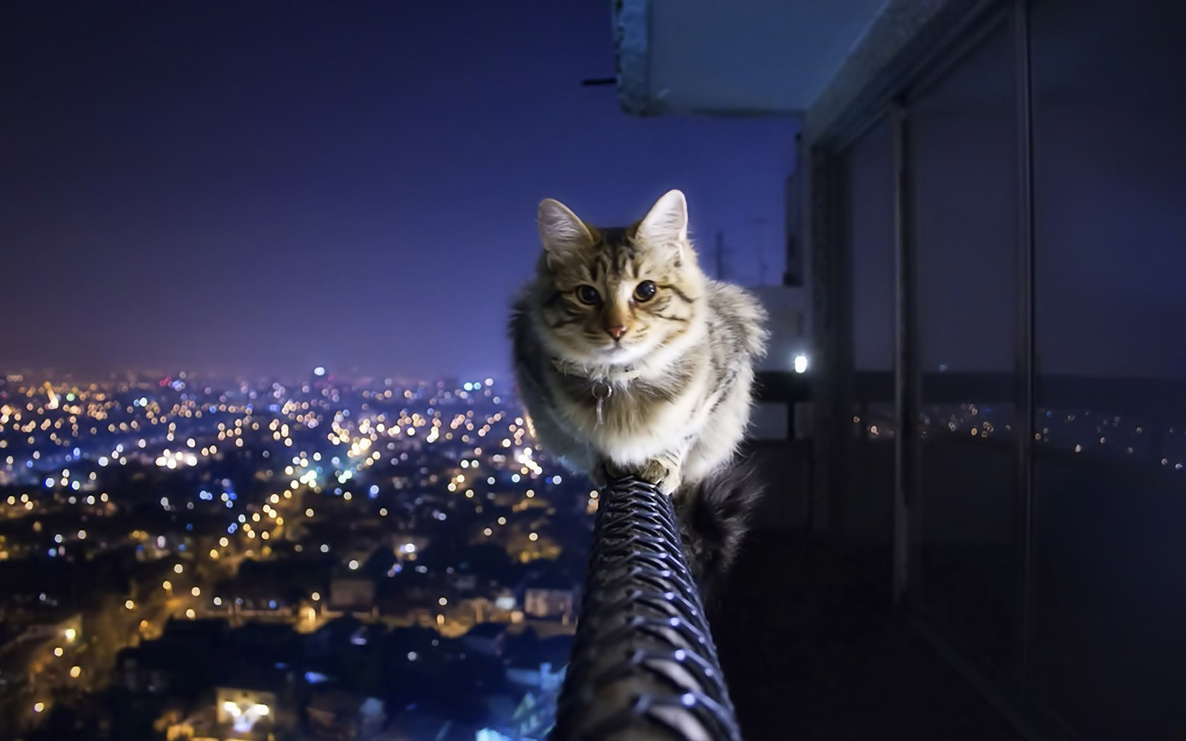 城市夜景猫壁纸，精选动物主题，免费电脑壁纸下载