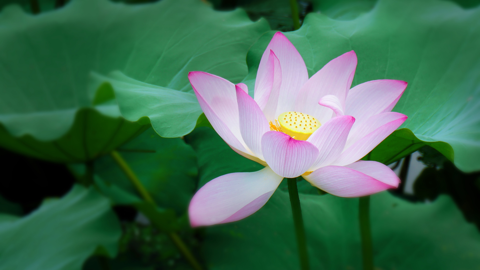 夏季清新荷花莲花壁纸，免费下载精美桌面花卉图片