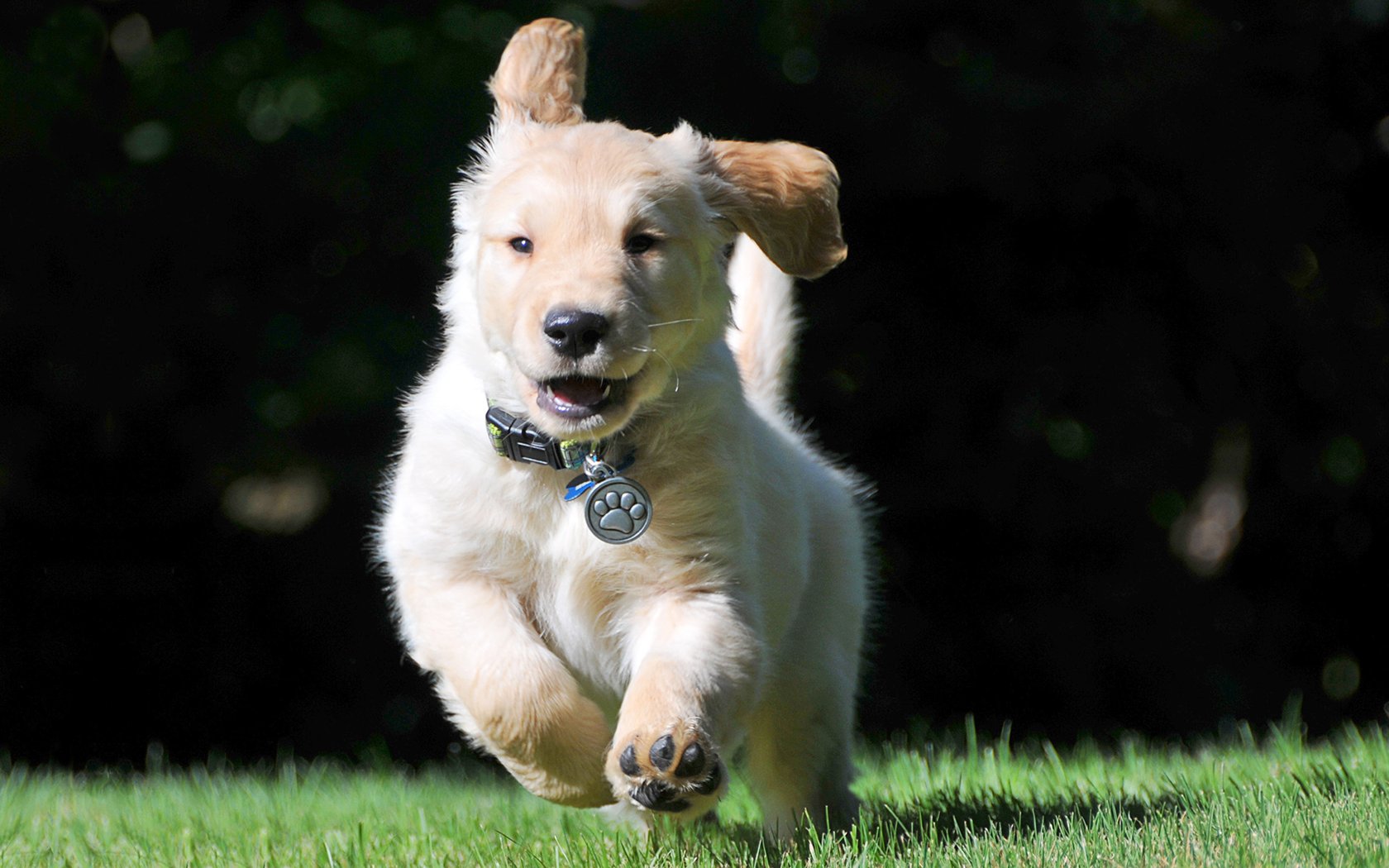古代牧羊犬桌面壁纸