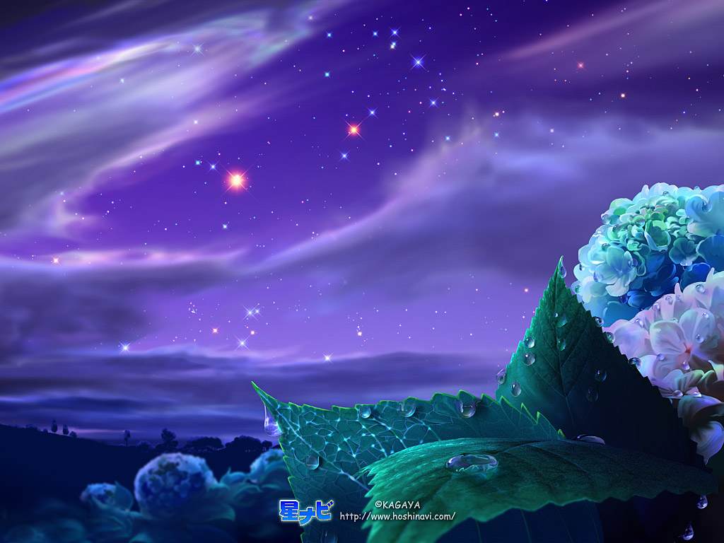 紫阳花梦幻星空，精选动漫桌面壁纸，免费下载尽享星空之美