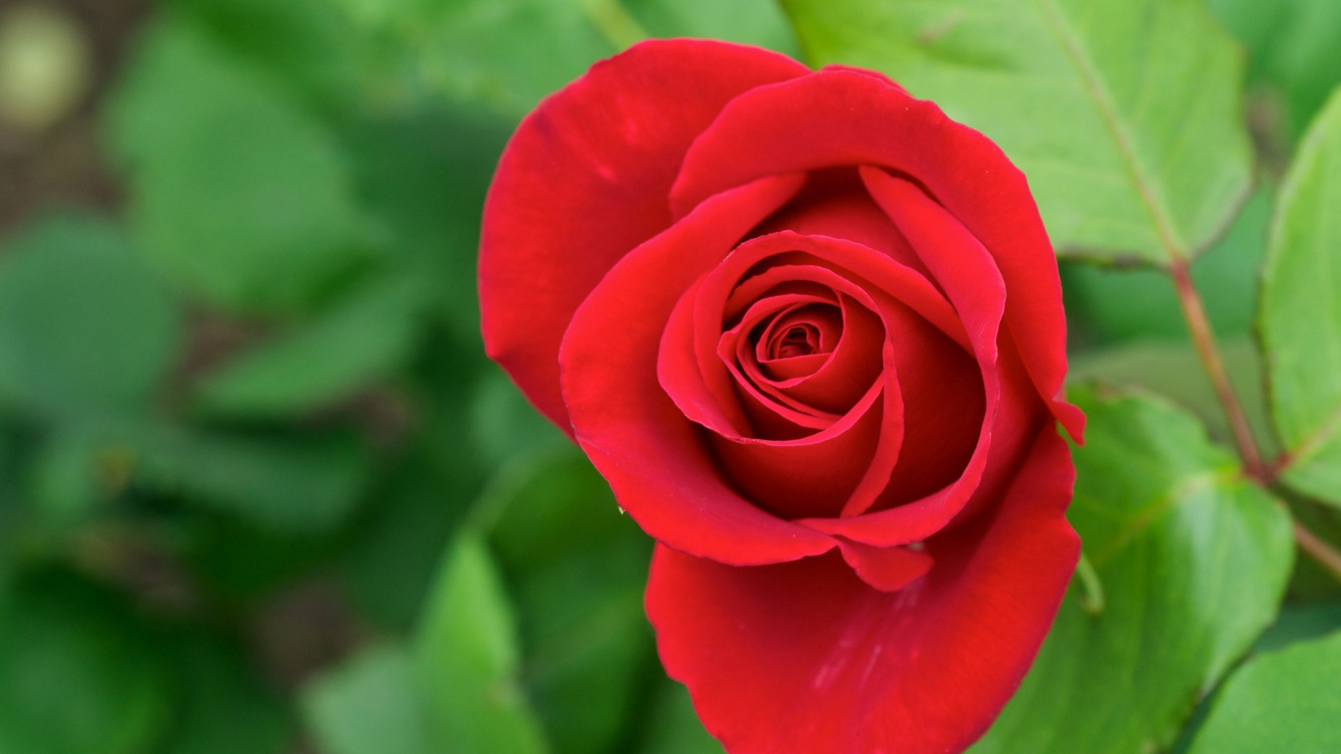 红玫瑰花蕾绽放，花瓣娇美，绿叶相衬，高清花卉壁纸免费下载