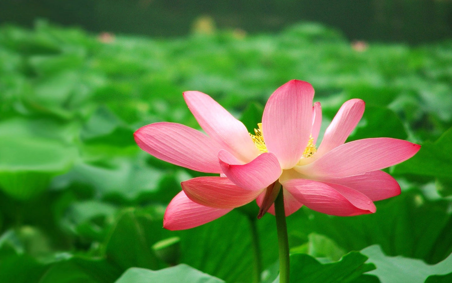 绝美荷花壁纸，免费花卉电脑桌面背景，一键下载！