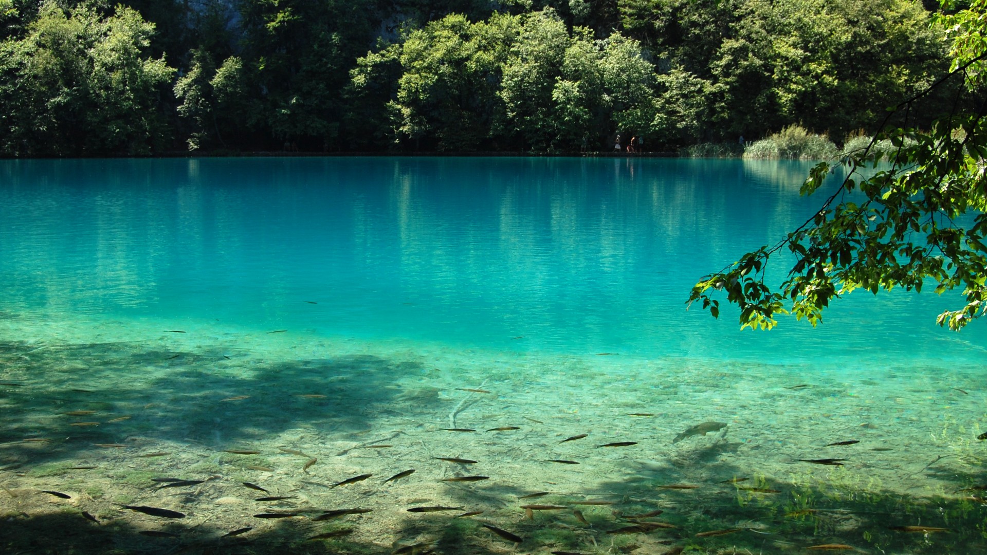蓝色湖水生态美景，鱼儿畅游，自然风景壁纸免费下载