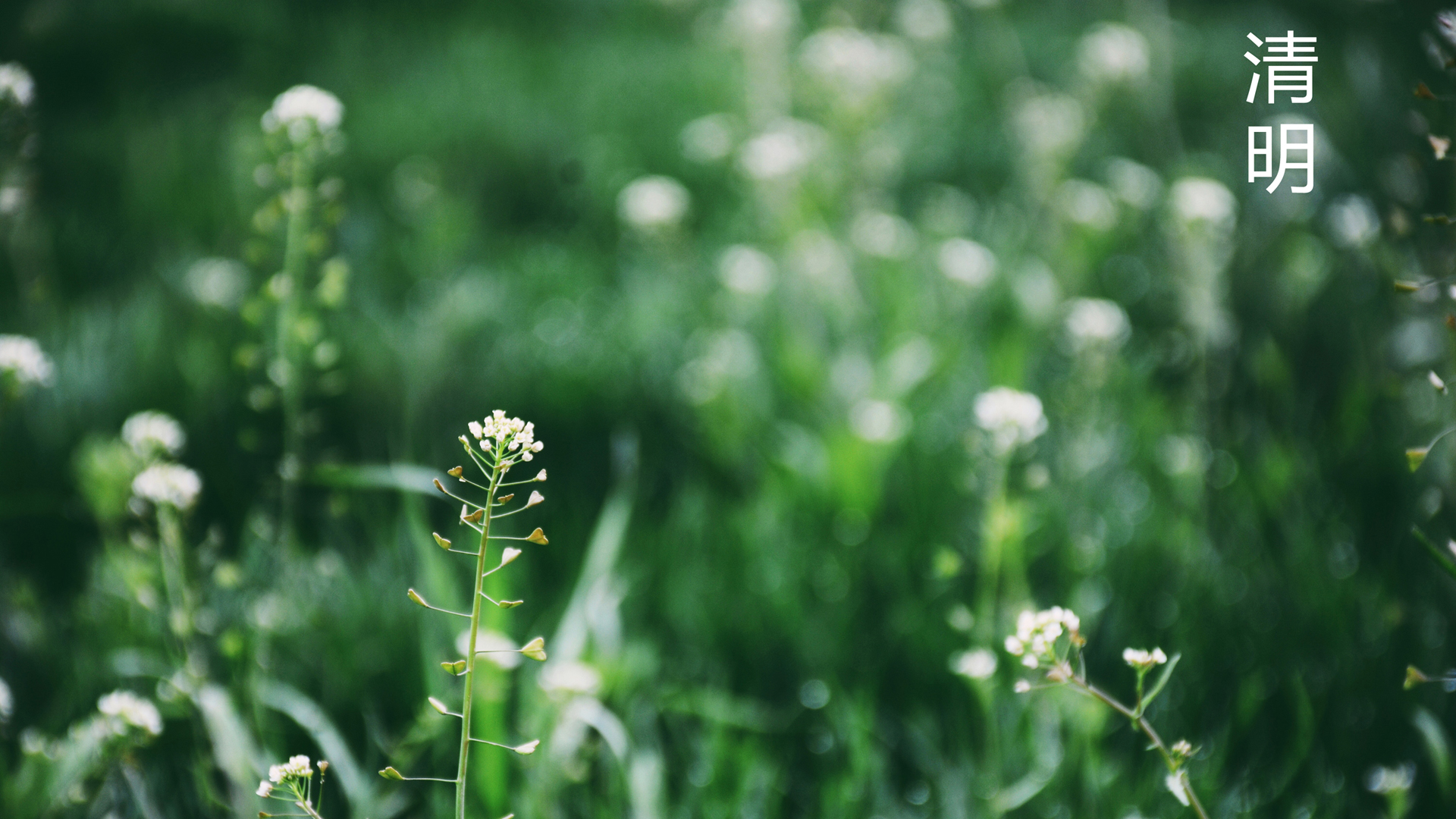 2020年清明节节日壁纸，高清免费电脑壁纸下载