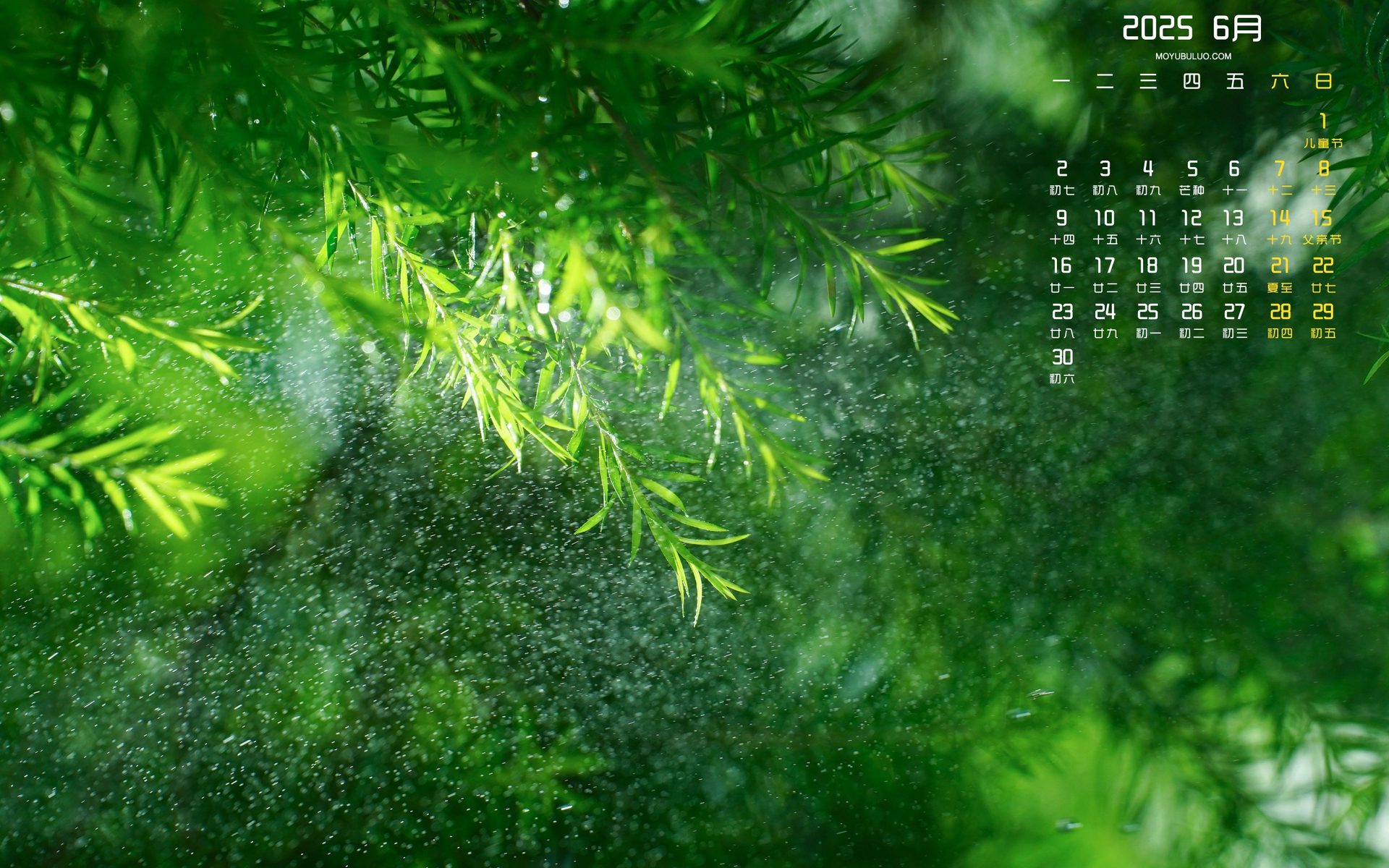 2025年6月绿色植物水花护眼电脑桌面日历壁纸免费下载