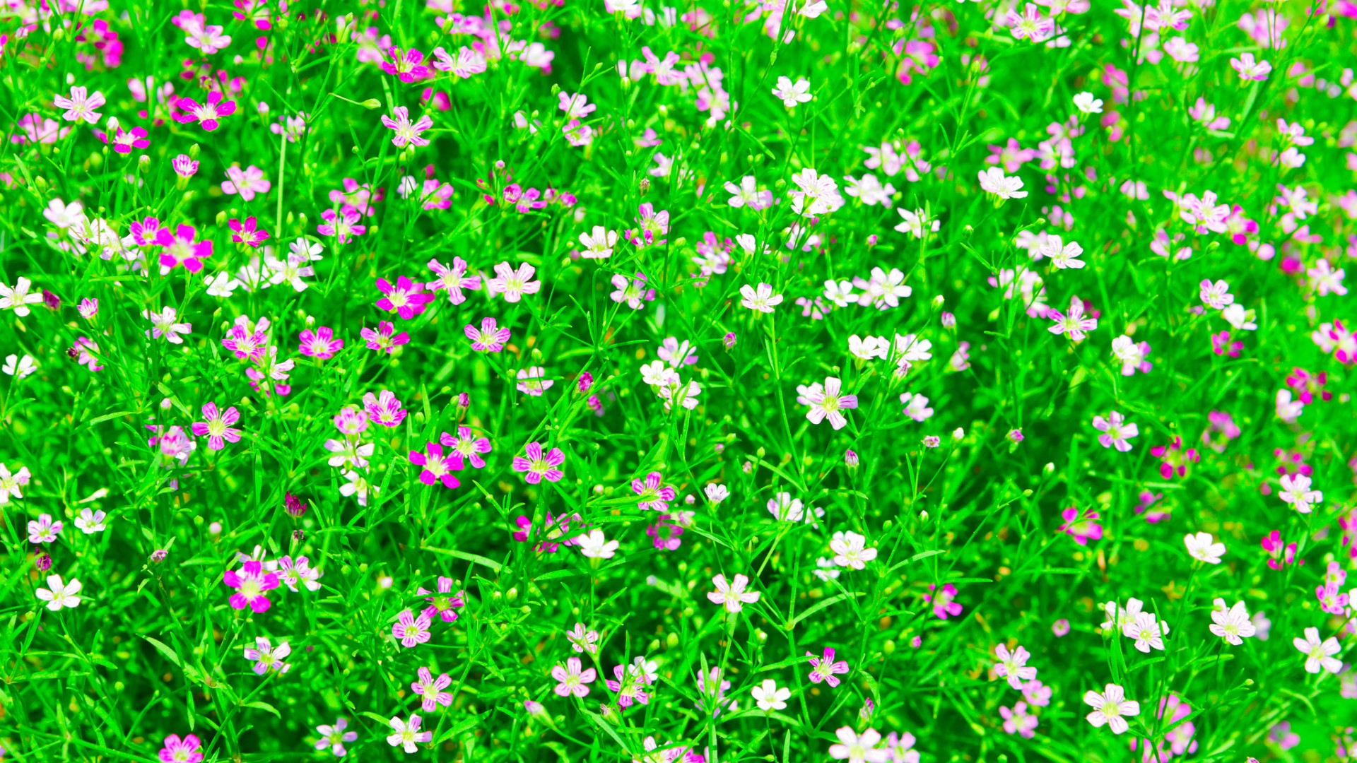自然草地，田野，花园，小花，草，桌面壁纸