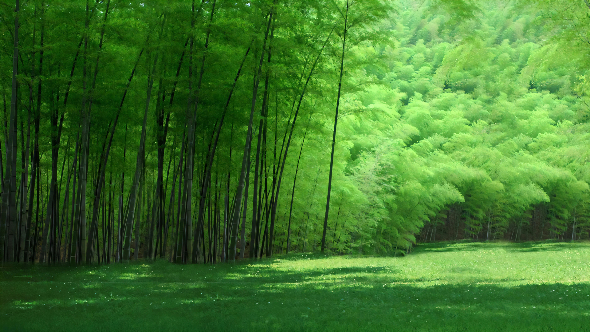 绿色毛竹林护眼美景，免费电脑壁纸下载
