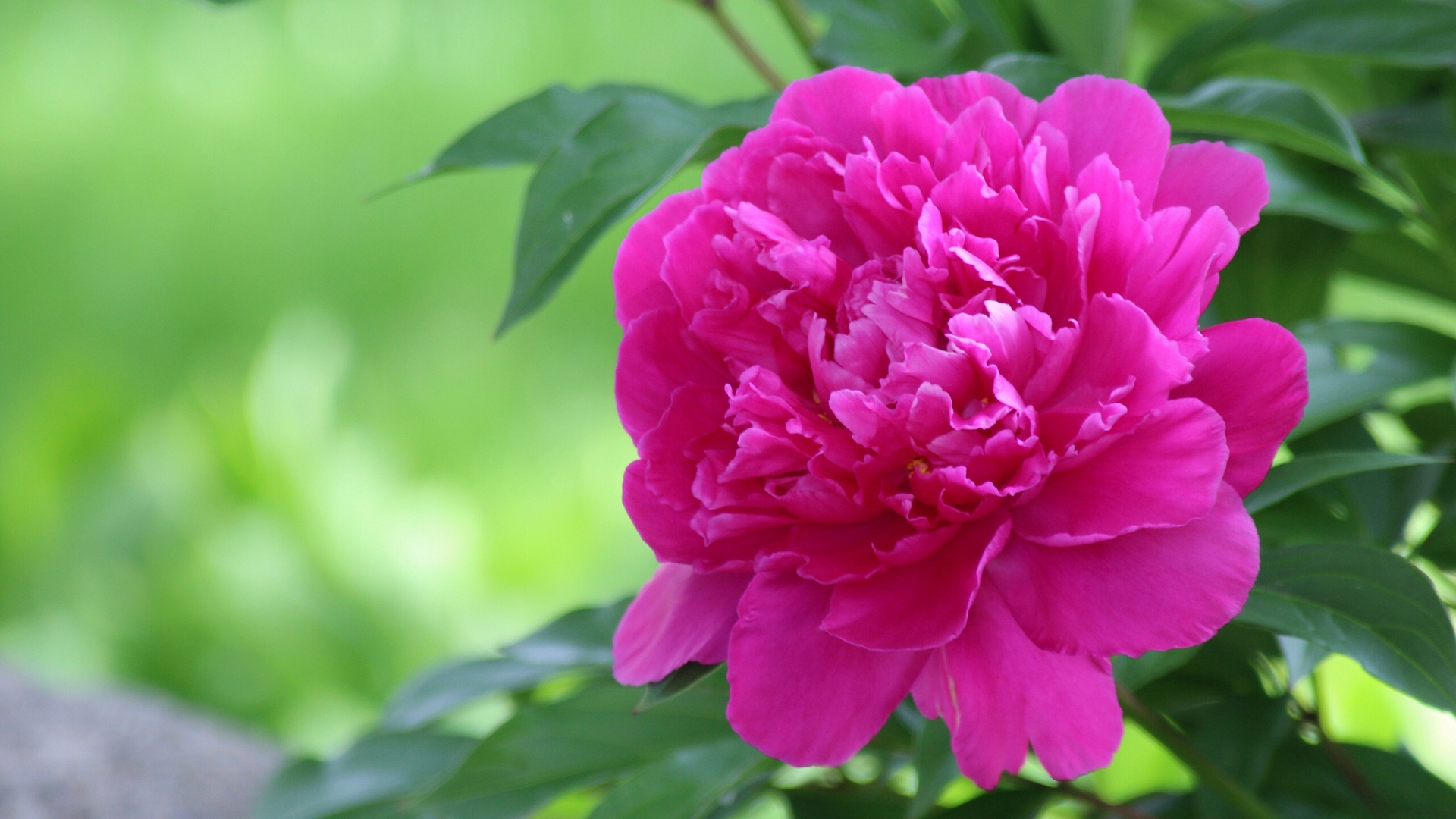 红牡丹，花瓣，绿色叶子，牡丹花桌面壁纸
