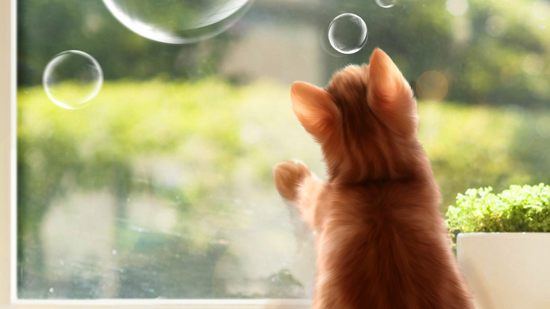 泡泡猫萌趣桌面壁纸，免费高清下载，装点你的电脑屏幕！