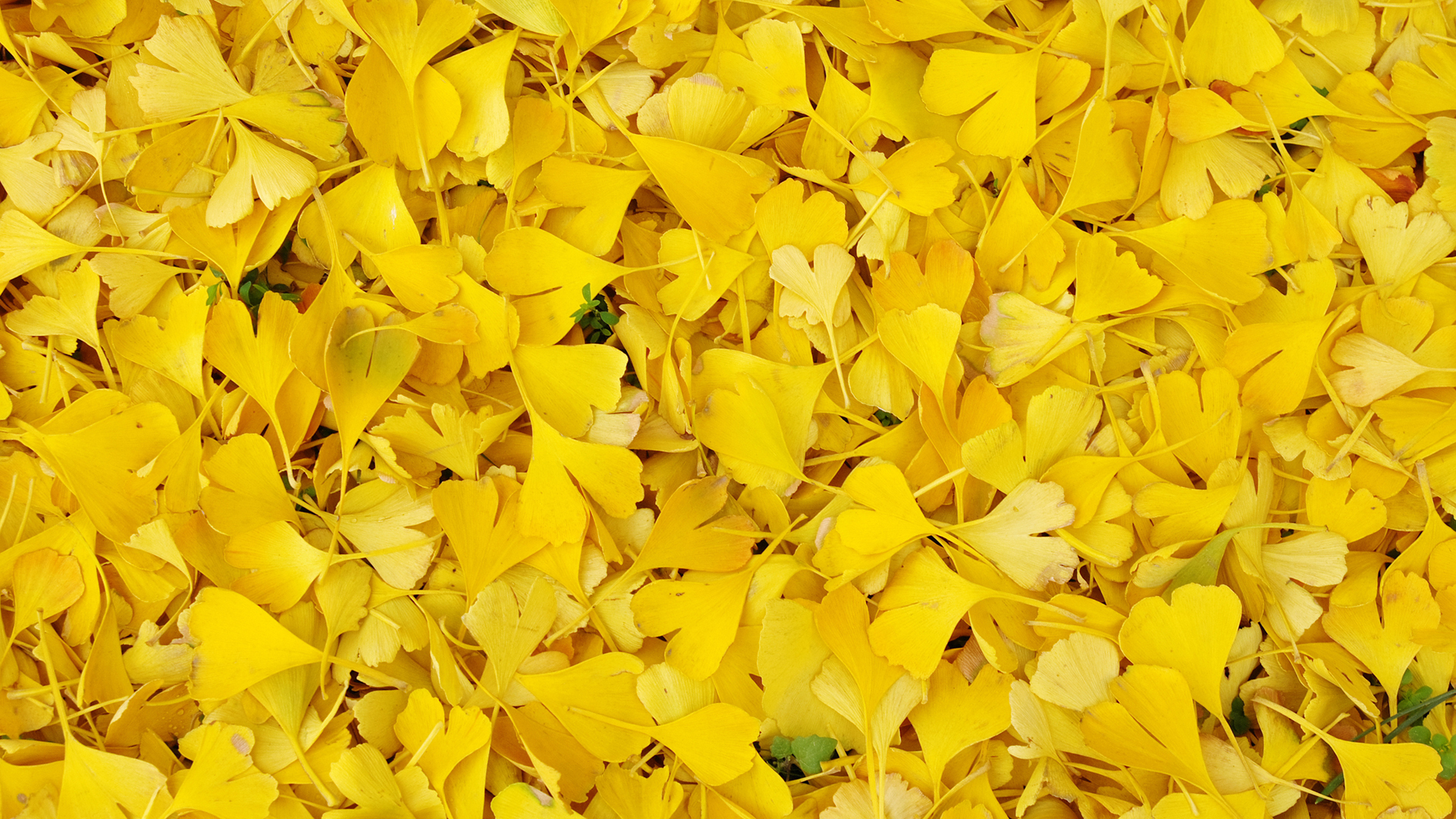 银杏叶风景桌面背景免费电脑壁纸下载