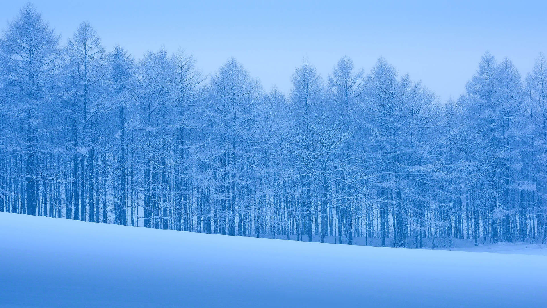 树林海雪原雪景美图，免费下载唯美冬天风景桌面壁纸