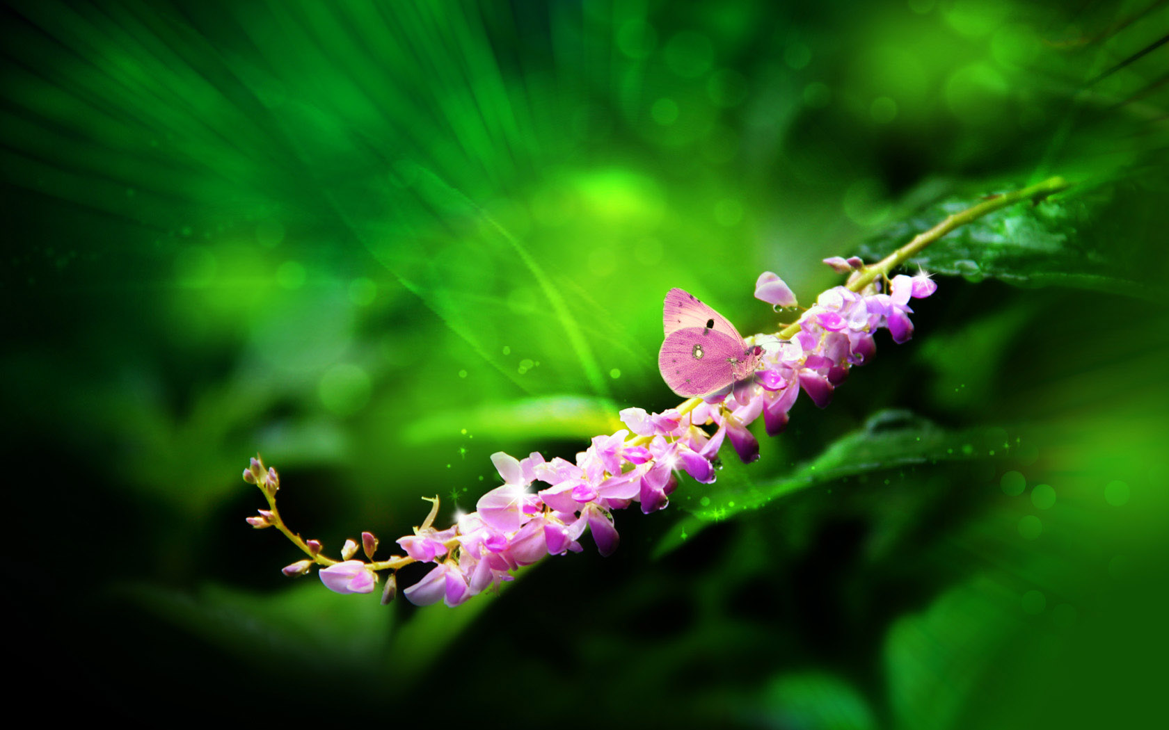 雨露电脑桌面壁纸